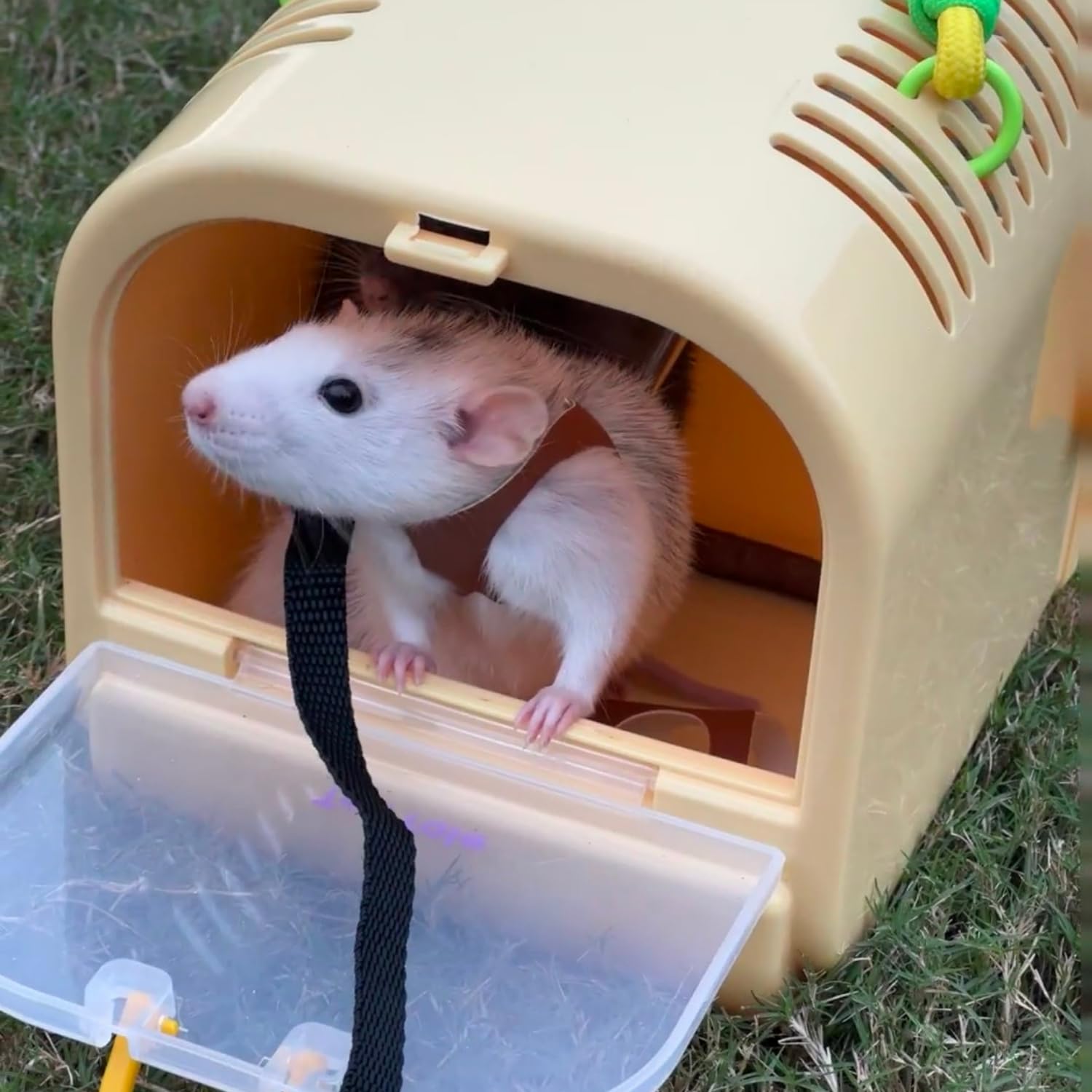 3 Pack Rat Harness And Leash - Adjustable Soft Leather Small Animal Harness Leash Traction Rope Anti-Bite Chain Training Walking