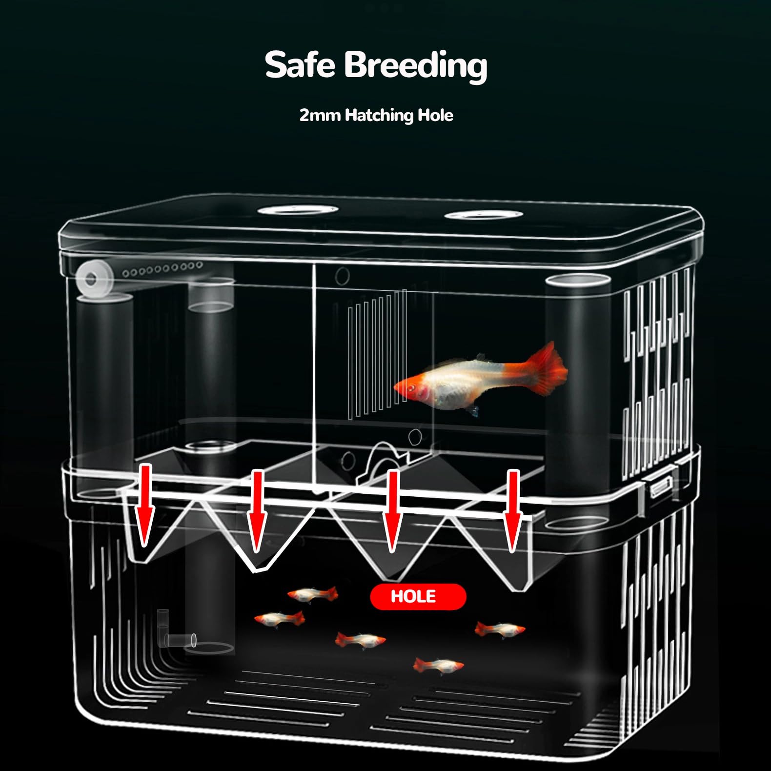 J-star Large Clear Acrylic Fish Breeder Box - Ideal for Betta, Guppy, Killifish, Shrimp, and Clownfish Isolation