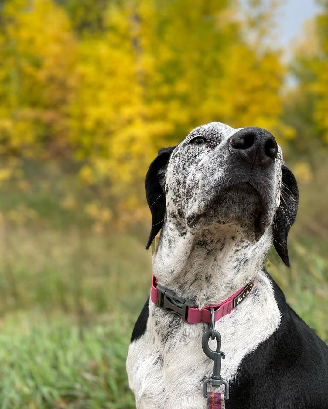 Ollydog Tilden Collar, Waterproof Dog Collar With Quick Release Buckle, Coated Stink-Proof Webbing, Lightweight Collar For Large, Medium And Small Dogs (Medium, Pink)