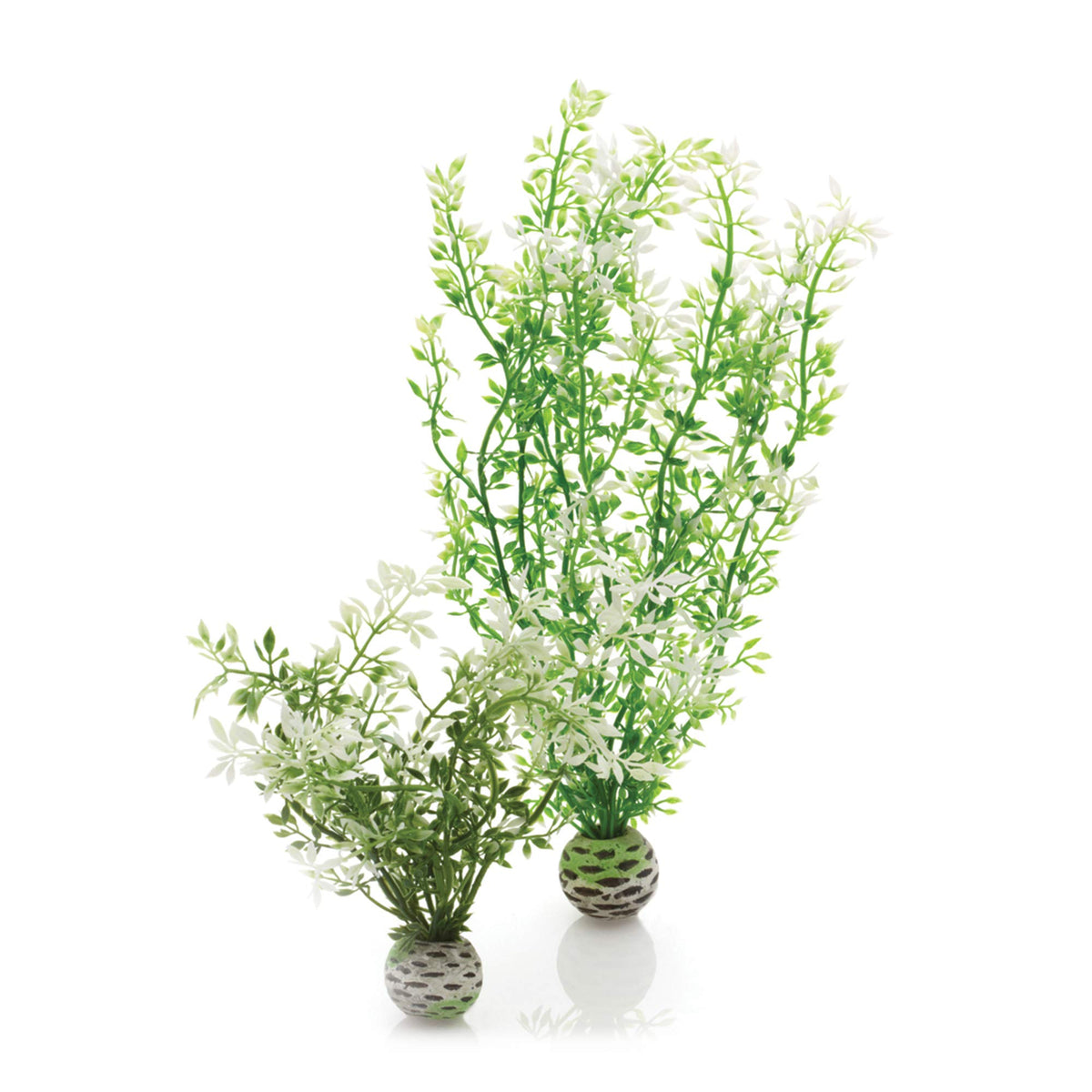 Biorb Winter Flower Plant Pack Medium