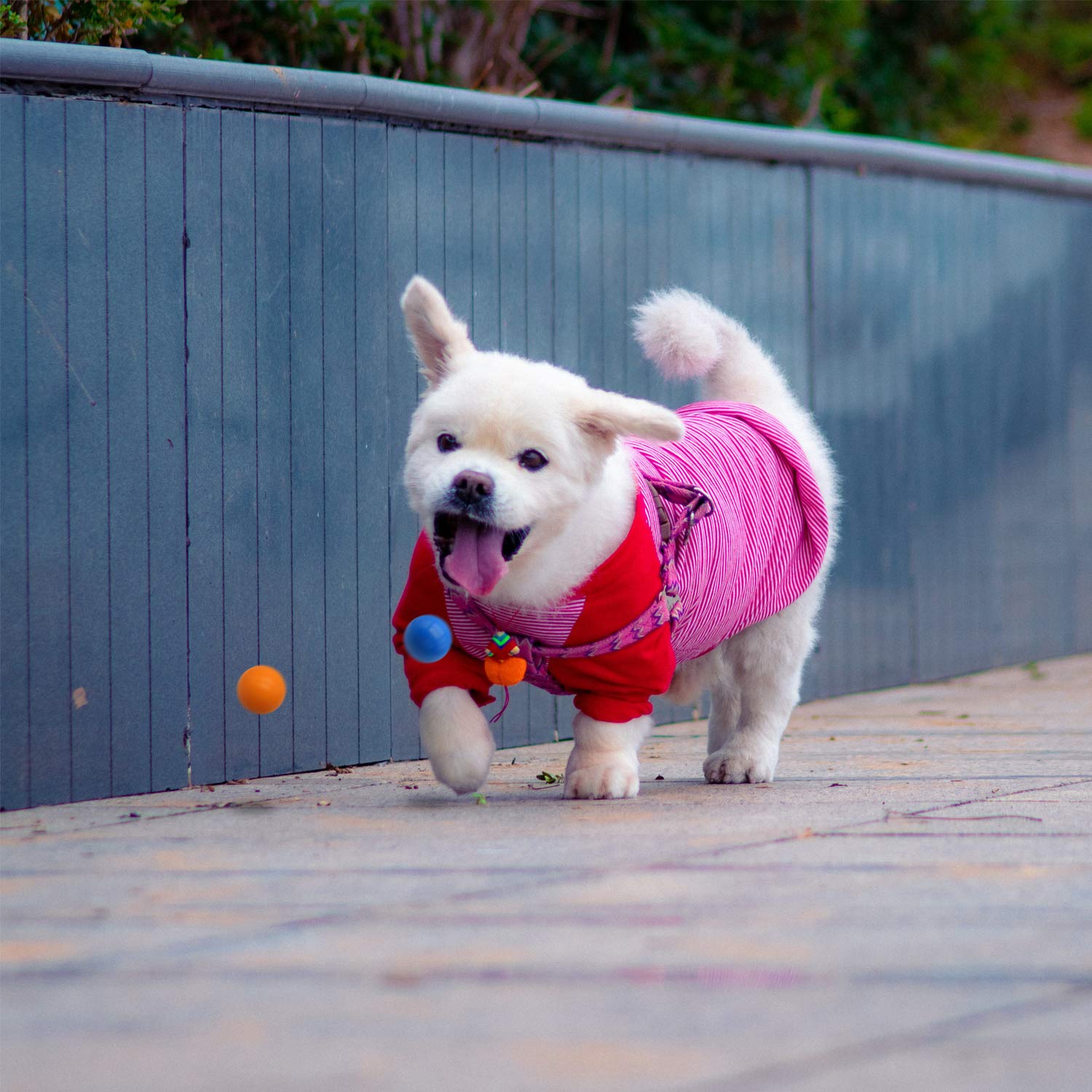 Dlder Dog Balls Puppy Chew Toys For Teething,Small Solid Rubber Bouncy Balls For Dogs,100% Safe & Non-Toxic,Floating Dog Toy Balls For Small Medium Dogs Aggressive Chewers To Fetch,Chew, Play.