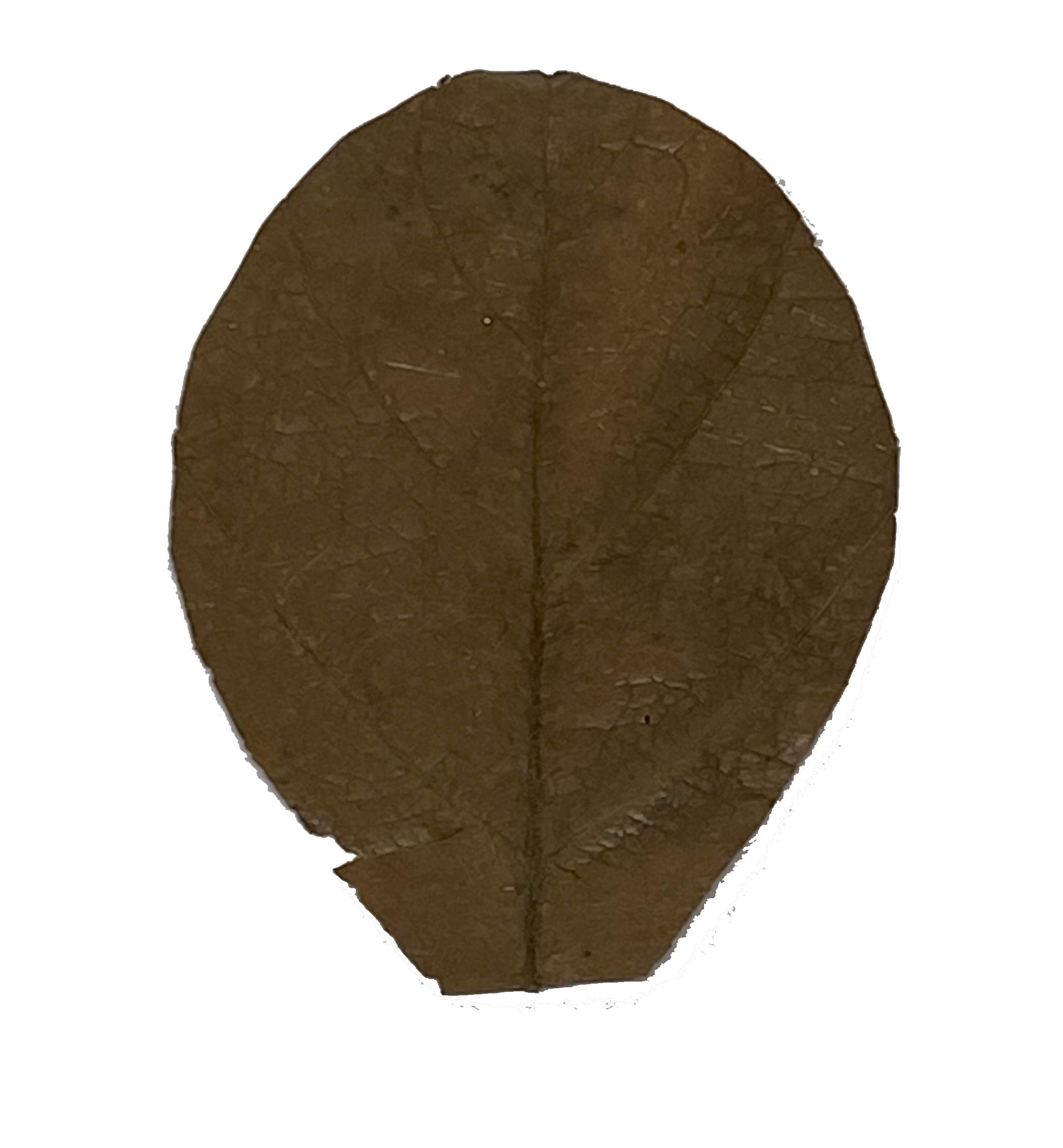 Awesome Aquatic Shrimp & Betta Leaves Catappa/Indian Almond, Dadap, Mulberry Natural Habitat Tannin Producing Improves Immunity