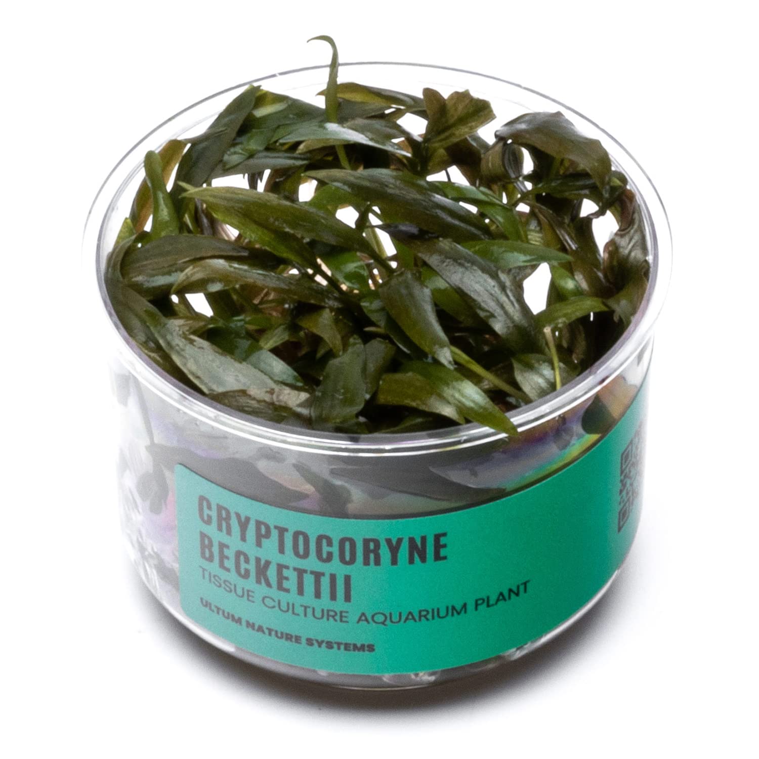 Ultum Nature Systems Cryptocoryne Beckettii Water Trumpet Tissue Culture Live Plant for Aquarium, Aquascape, Freshwater Fish Tan