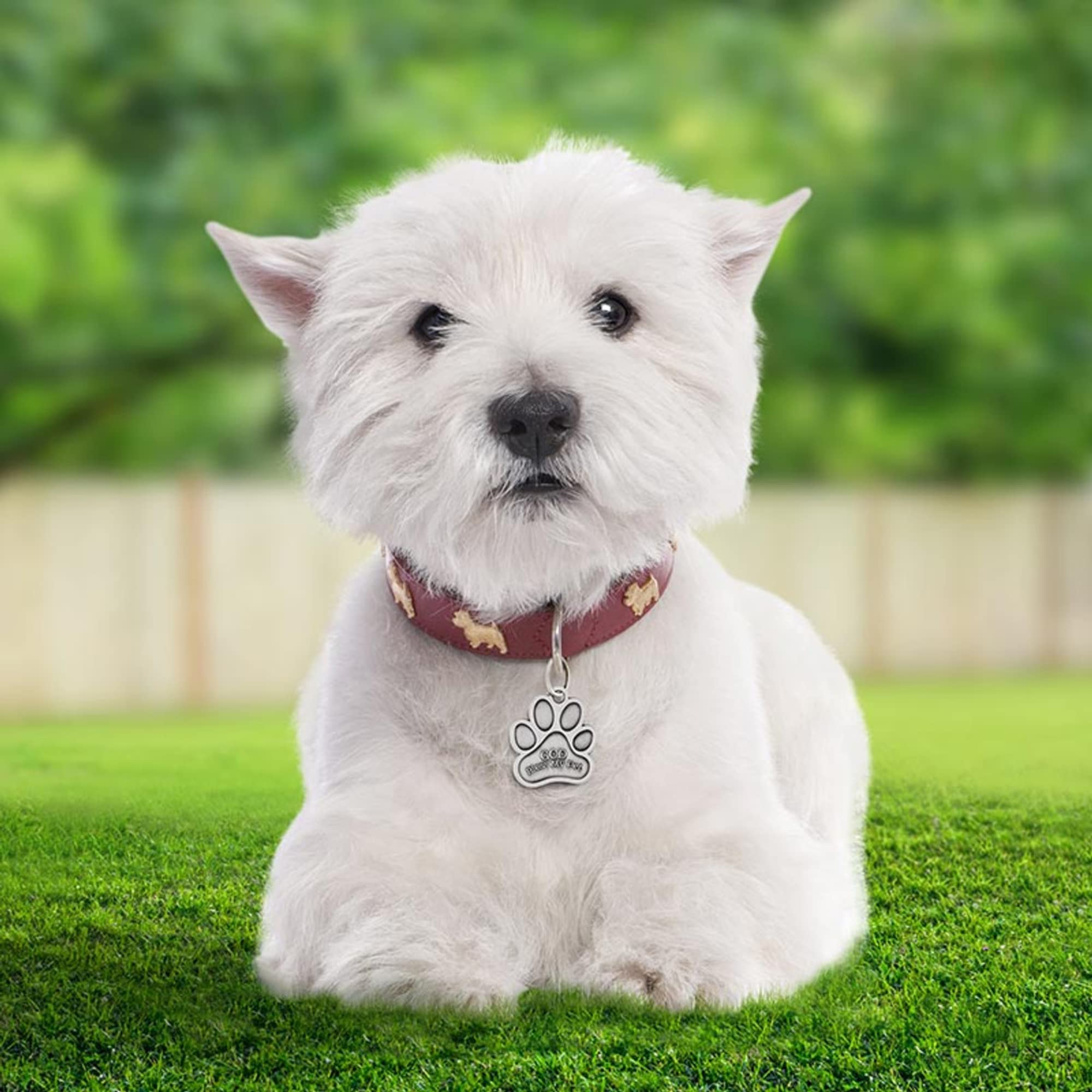 Needzo Saint Francis Patron Of Animals Medal And Prayer Card, God Bless My Pet Collar Attachment, Religious Gift For Cat And Dog