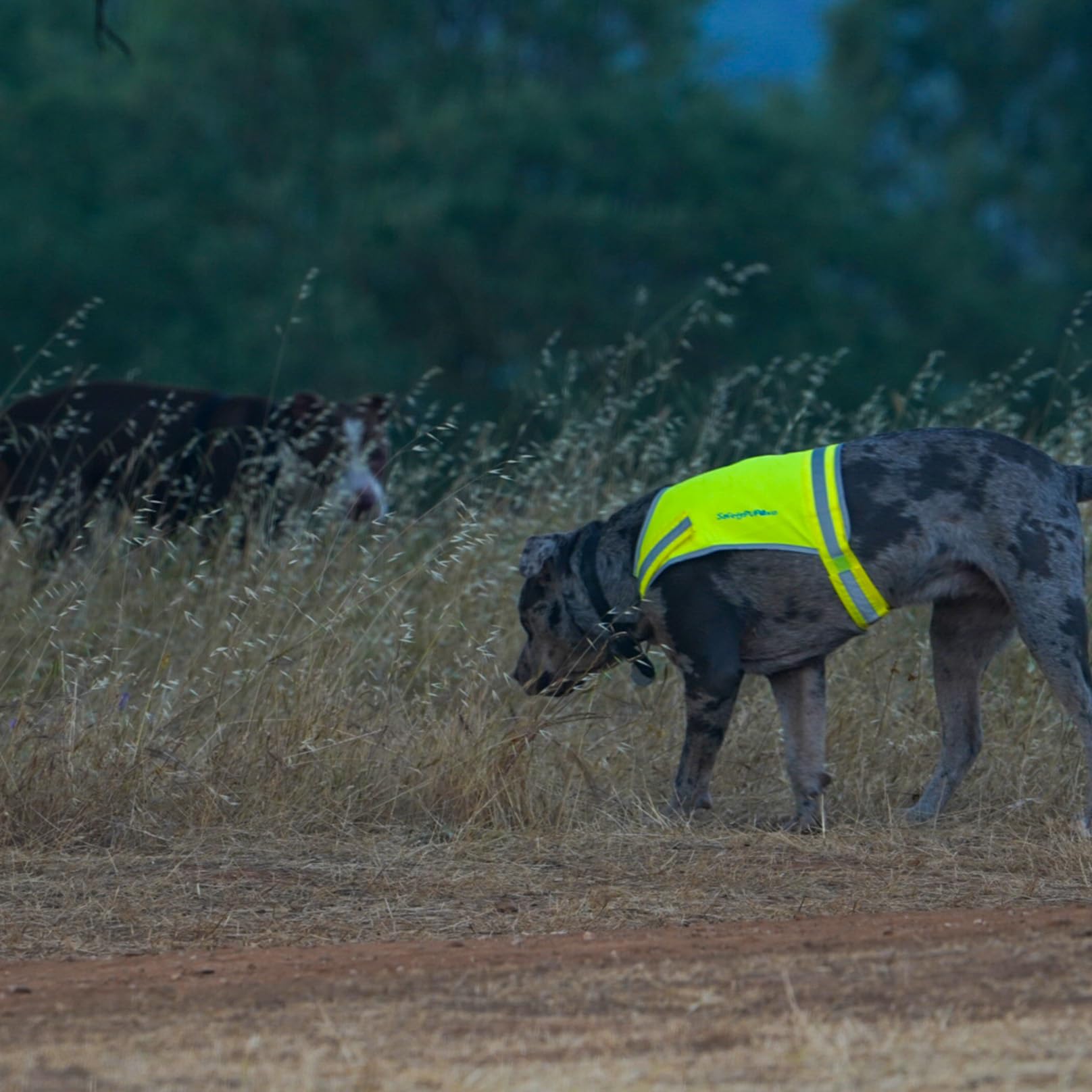 Safetypup Xd Lite Dog Vest. Coverage To Mid Back. Reflective Hi Visibility Fluorescent Yellow Fabric Helps To Keep Them In Sight