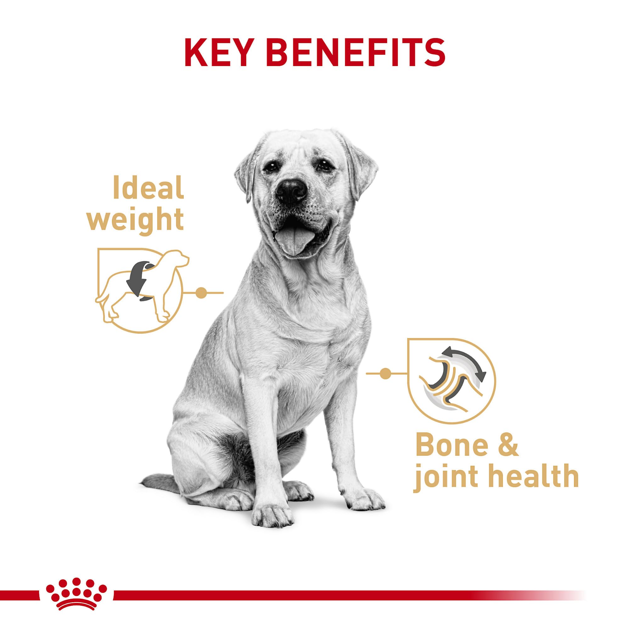 Royal Canin Breed Health Nutrition Labrador Retriever Adult Loaf in Sauce Dog Food, 13.5 oz (Pack of 12)