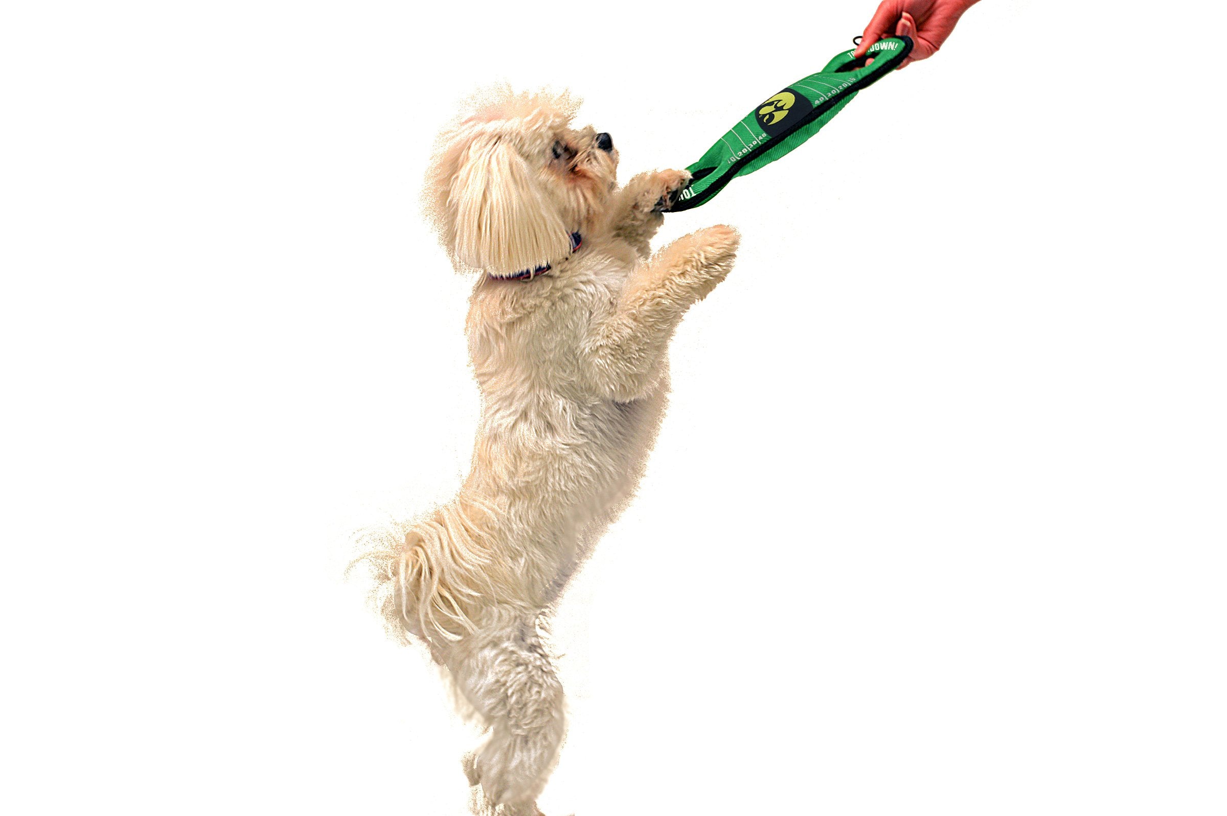 Pets First Ncaa Football Field Dog Toy With Squeaker. - Iowa Hawkeyes - For Tug, Toss, And Fetch. - Tough& Durable Pet Toy