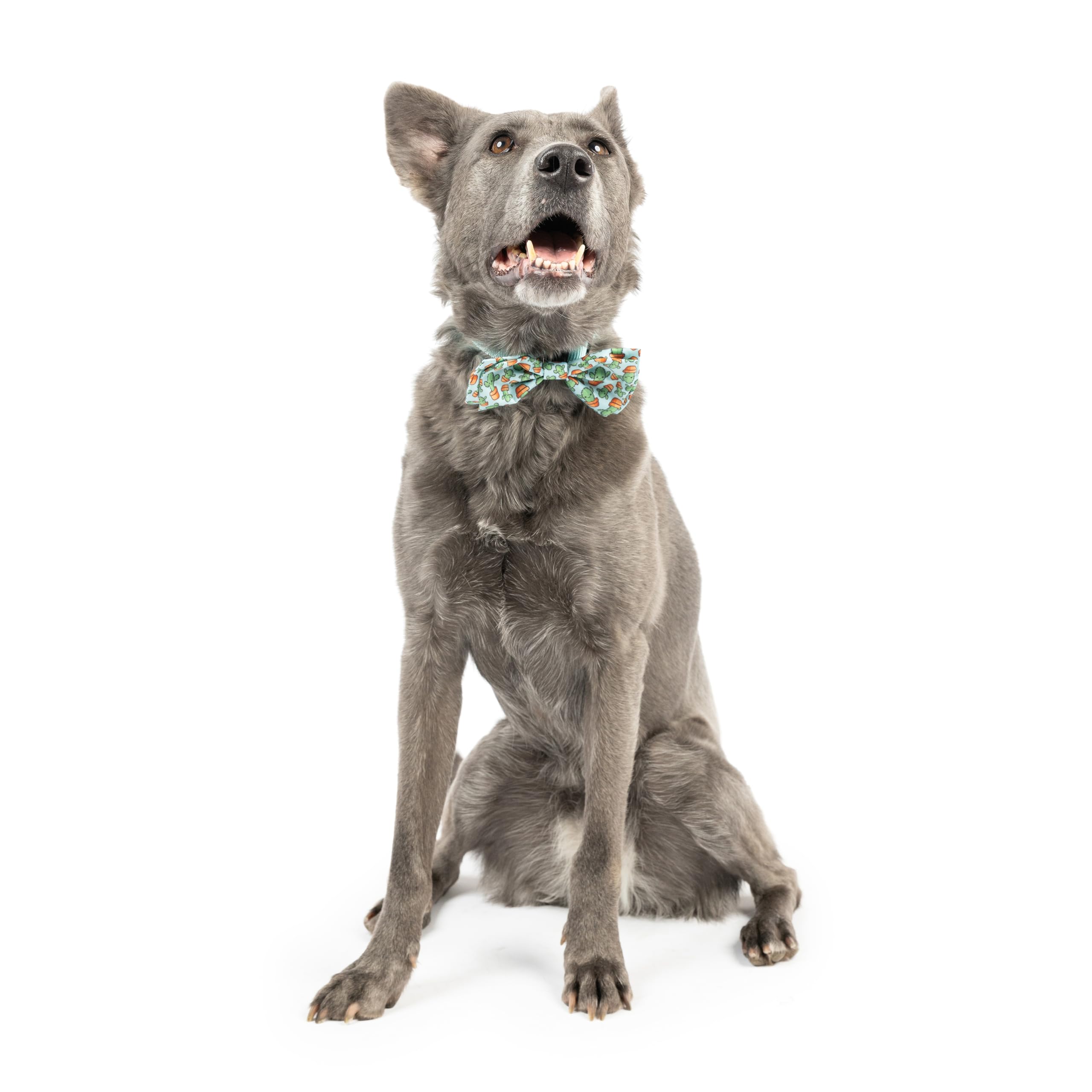Huxley & Kent Bow Tie For Pets - I'M Prickly Cactus (Large) - Spring Bow Tie Collar Attachment - Fun Collar Accessory For Dogs &