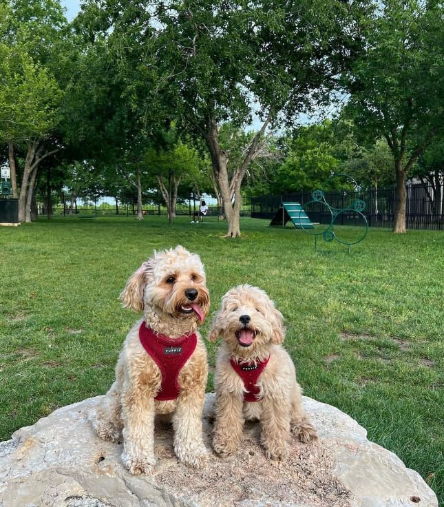 Puppia Soft Dog Harness, Wine, Small (Pdcf-Ac30-Wn-S)