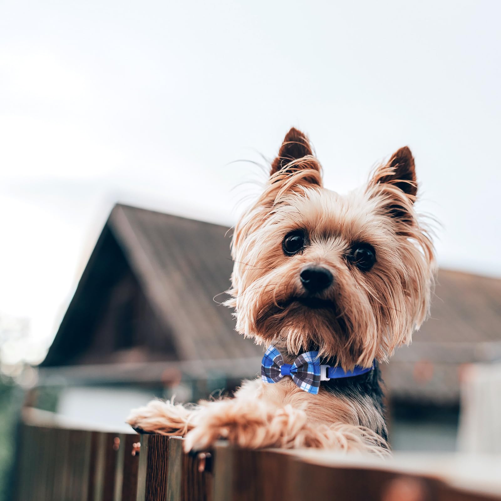 Segarty Bow Ties For Dogs, 40Pcs Adjustable Bowtie Collars For Small Medium Pet, Comfortable Cats Neck Bow Tie Large Puppy Cute