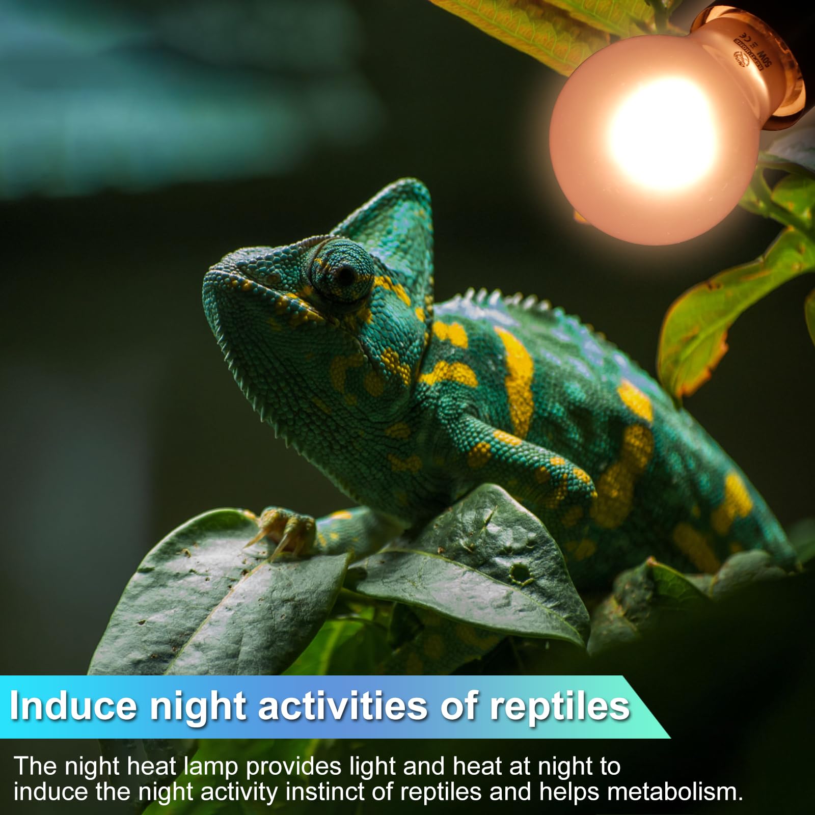 REPTI HOME Reptile Heat Lamp 2 Pack 50W, Daylight Heat Bulb for Reptiles & Amphibians, Reptile Heat Light for Bearded Dragon, Li