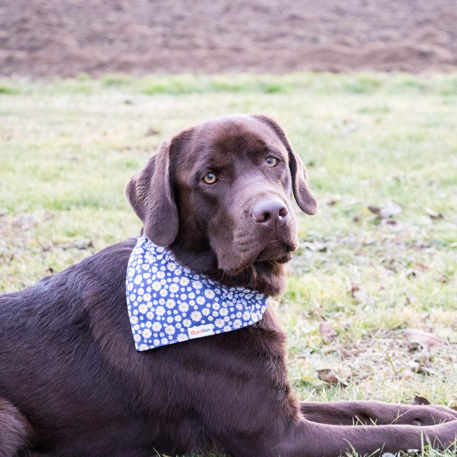 Pettsie Matching Dog Collar, Bandana, Friendship Bracelet, Durable Hemp, 4 Adjustable Sizes, Comfortable And Soft For Sensitive Skin, Carton Box, Strong D-Ring For Easy Leash Attachment, M, Blue