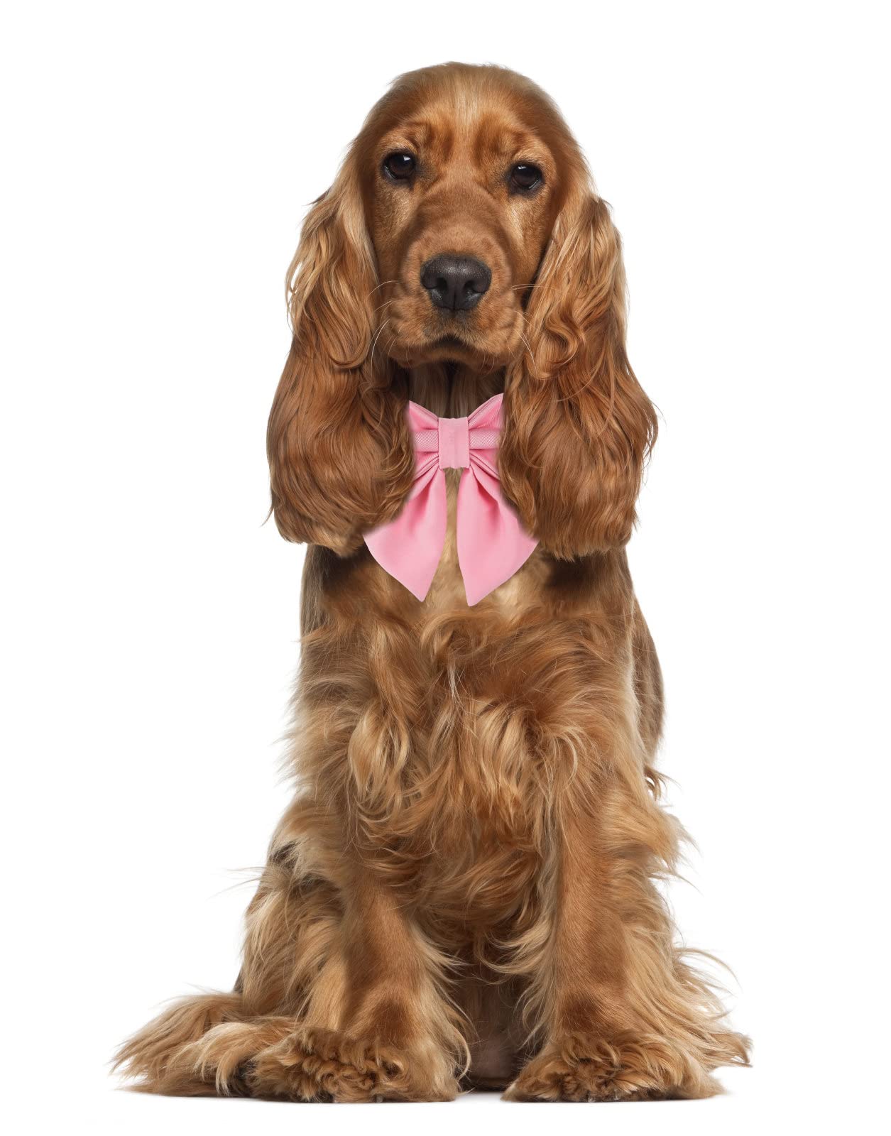 Maca Bates Dog Collar With Bow- Bow For Dog, 12 Solid Colors Sailor Bow Tie Adjustable Collar For Small Medium Large Dog With Golden Metal Buckle