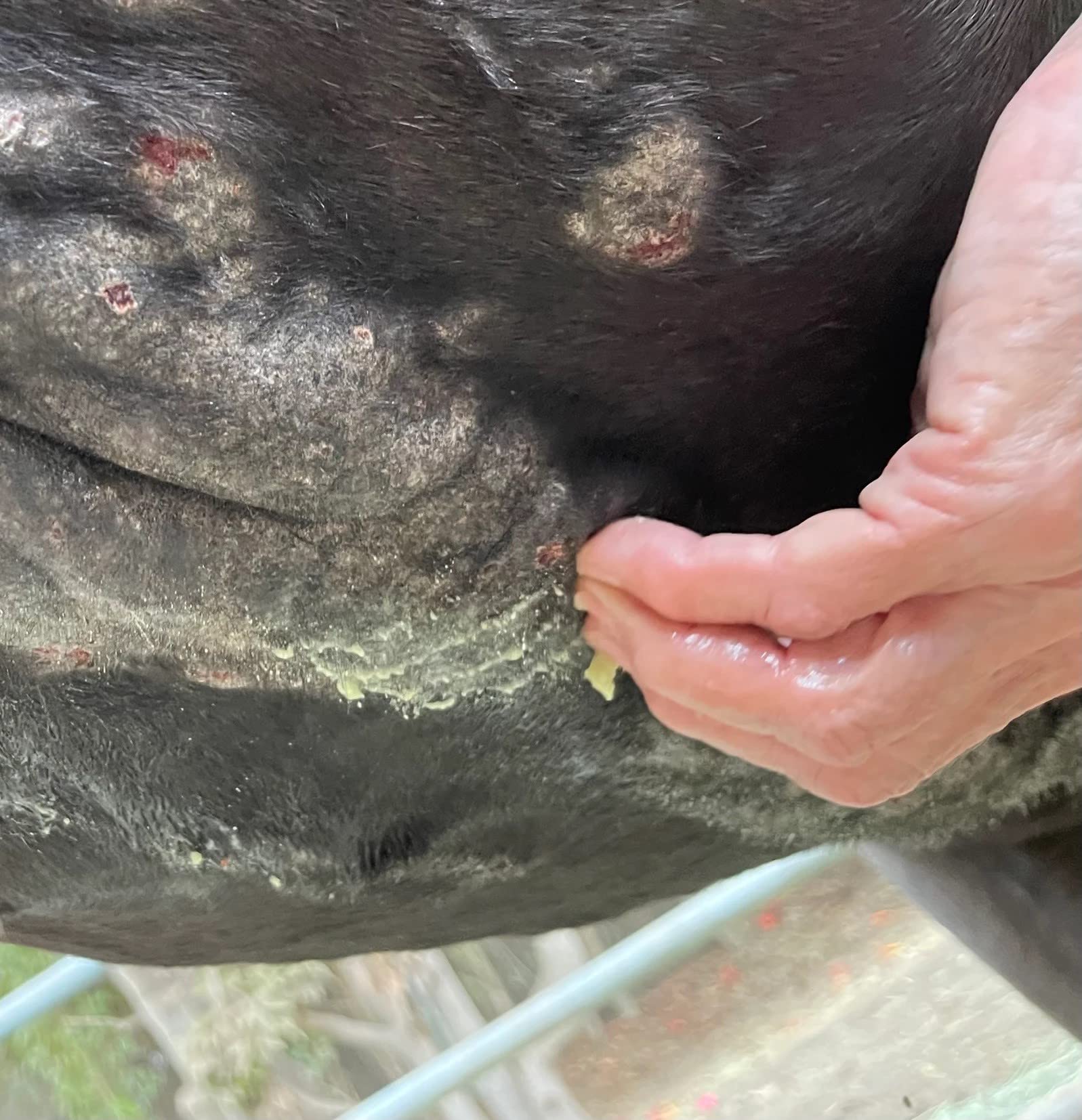 Pure Sole Horse Wound Care Ointment Soothing Balm for Horses | Healing Ointment to Help Relieve Midline Dermatitis and Skin Irri