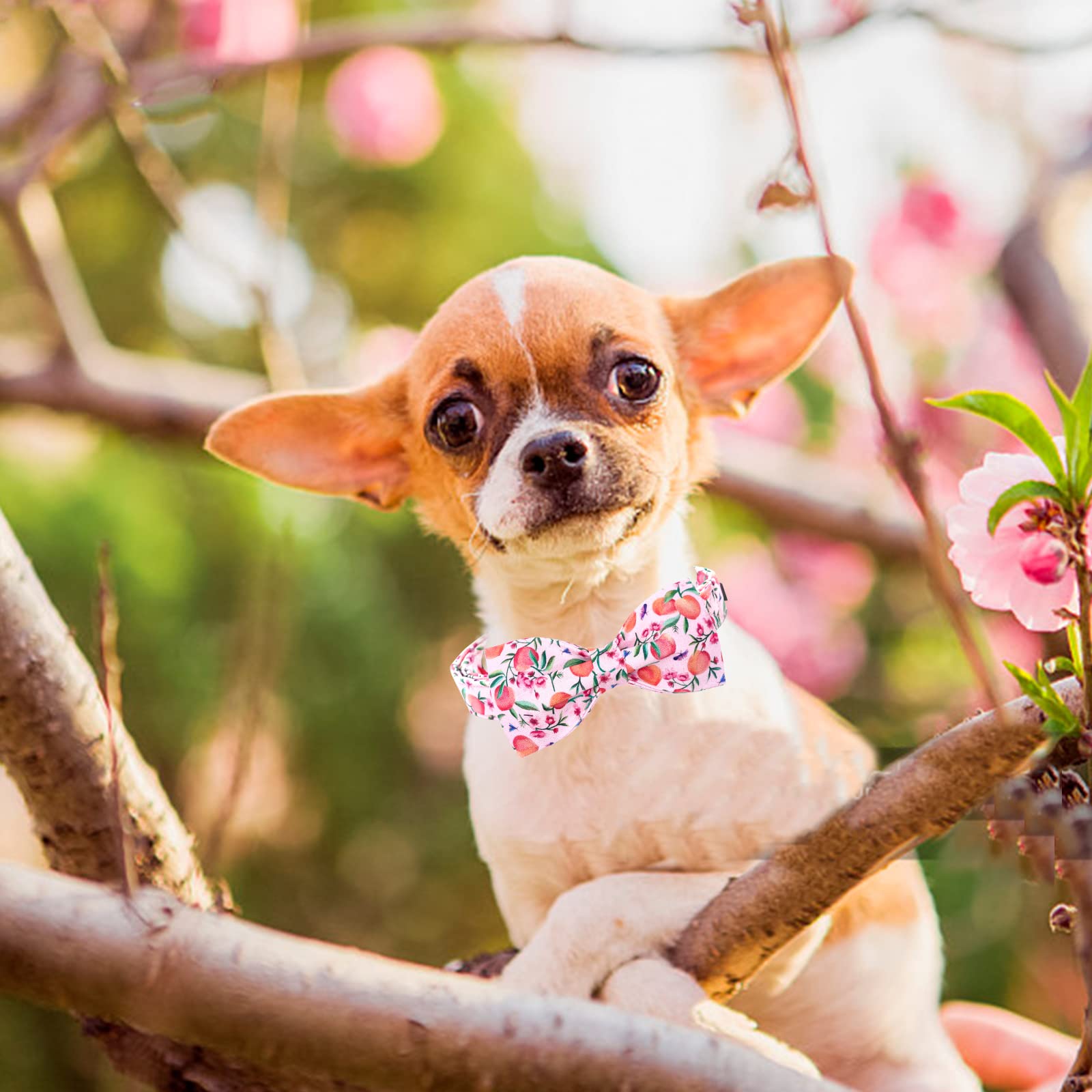 Lionheart glory Dog Collar with Bow Tie Pink Peach Dog Collar Girl Soft Durable Adjustable Puppy Gift Collar Bows Spring Collar