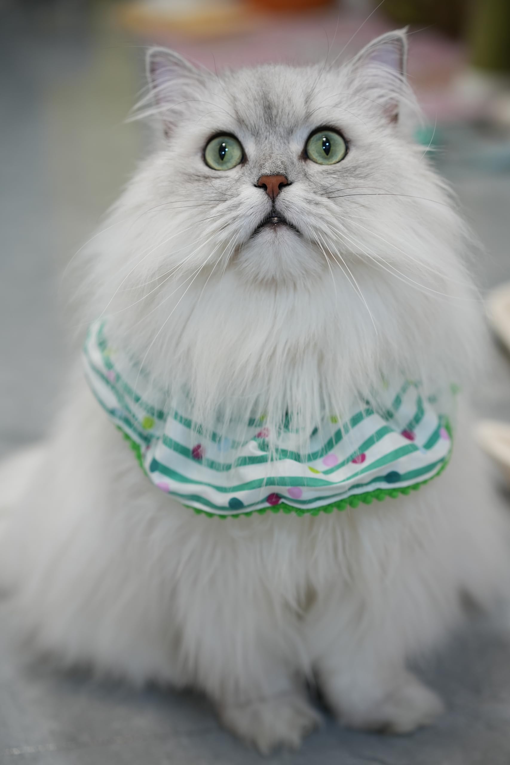 Cat Dog Birthday Bandana Scarf And Party Hat Cute Polka Dot And Stripe Bib Scarf And Birthday Hat Cat Puppy Birthday Party Decor