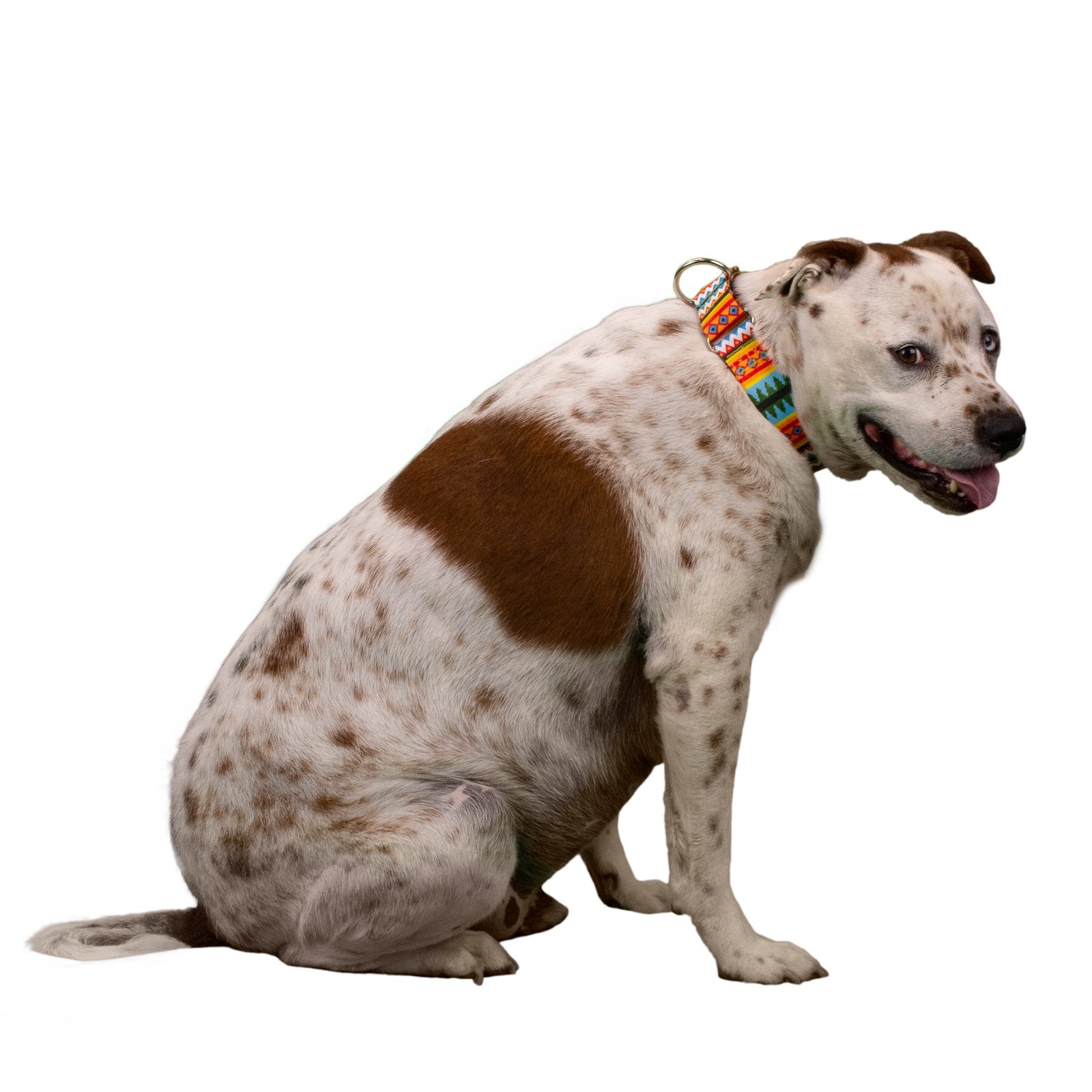 Country Brook Petz - Summer Pines Martingale Dog Collar - Country And Western Collection With 8 Rustic Designs (1 1/2 Inch, Medium)