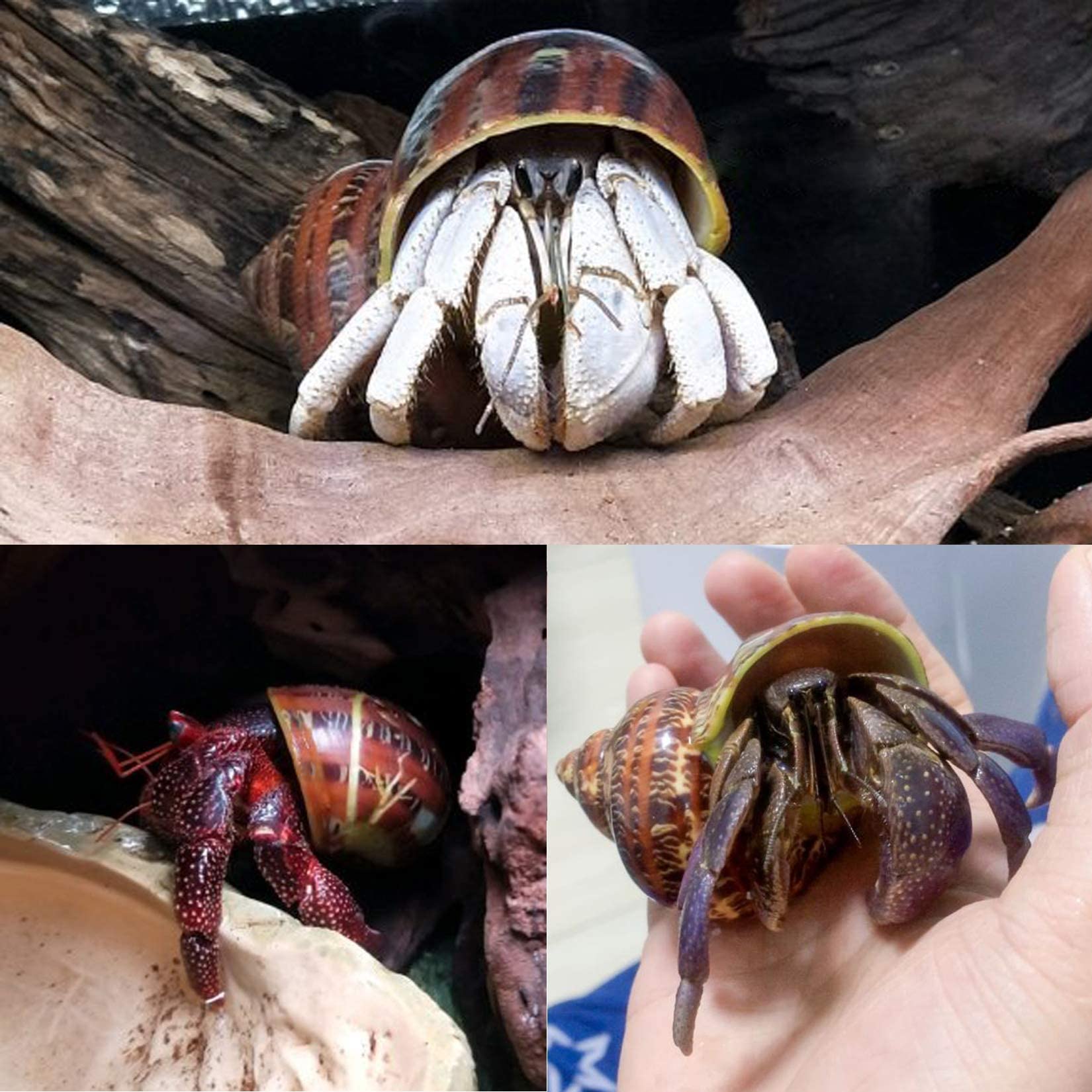 14Pcs 14 Kind Natural Hermit Crab Shells Size 1' - 3.5', Opening 0.8' - 1.5' Hermit Crab Supplies Pearl Turbo Seashell For D?or