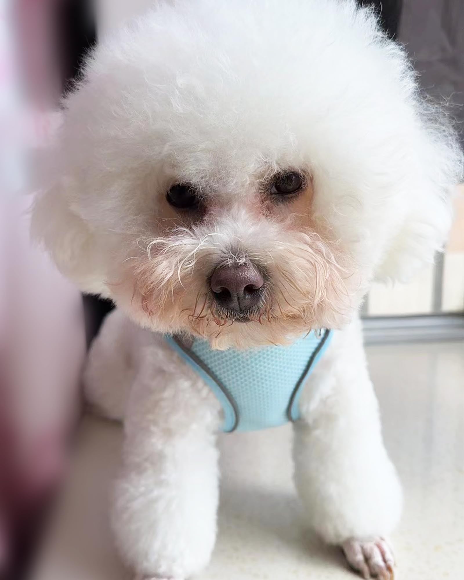SOLMOONY Dog Harness for Small Medium Large Dogs No Pull, Puppy and Leash Set, Dogs, Step in Harness, mesh Harness. (Bule, XS)