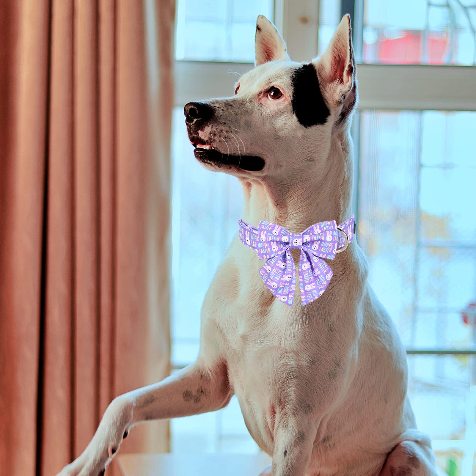 Mr. Chubbyface Easter Dog Collar Purple Rabbit Dog Collar With Flower Adjustable Dog Collar Bowtie For Small Medium Large Dogs