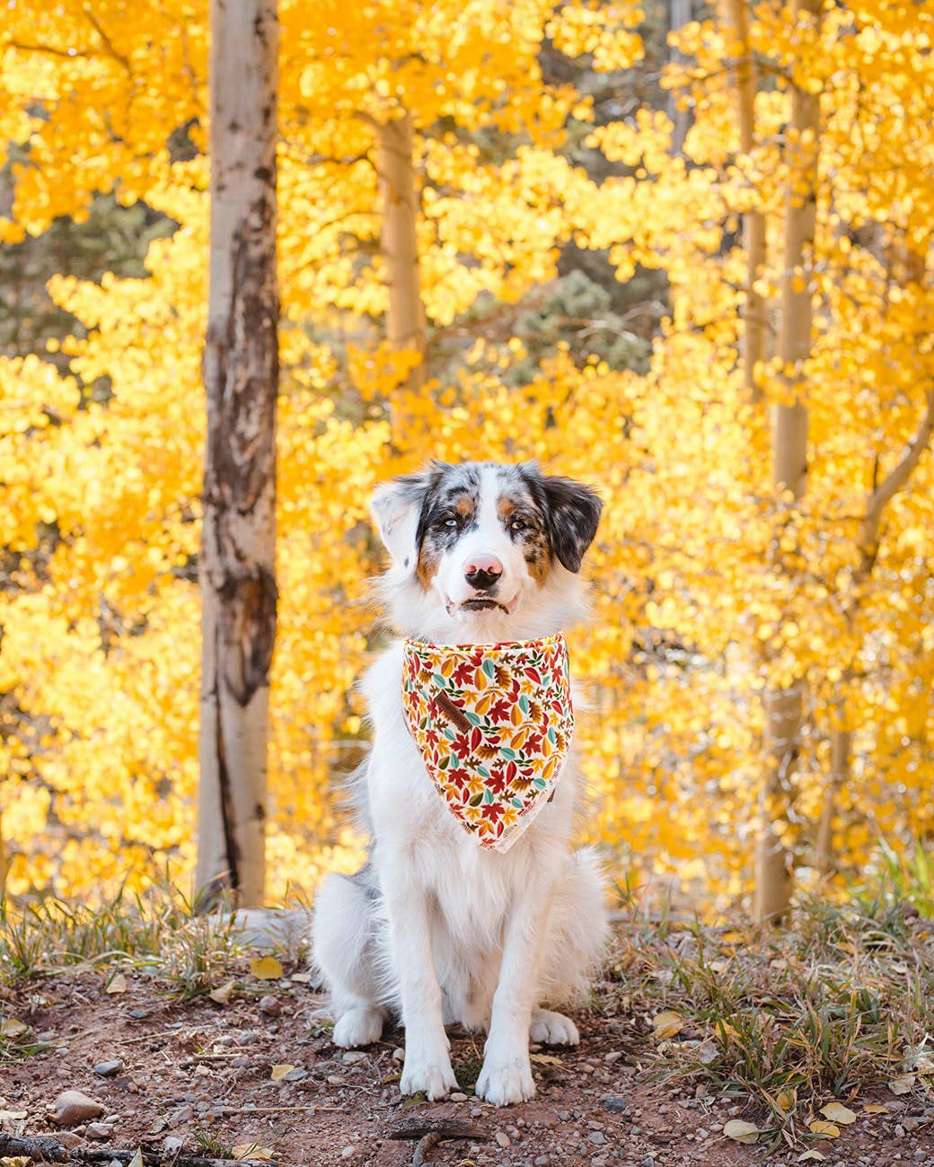 Elegant Little Tail Dog Bandanas - 1Pack Washable Fall Scarf, Square Bib Kerchief, Adjustable Pet Bandana For Medium Or Large Do