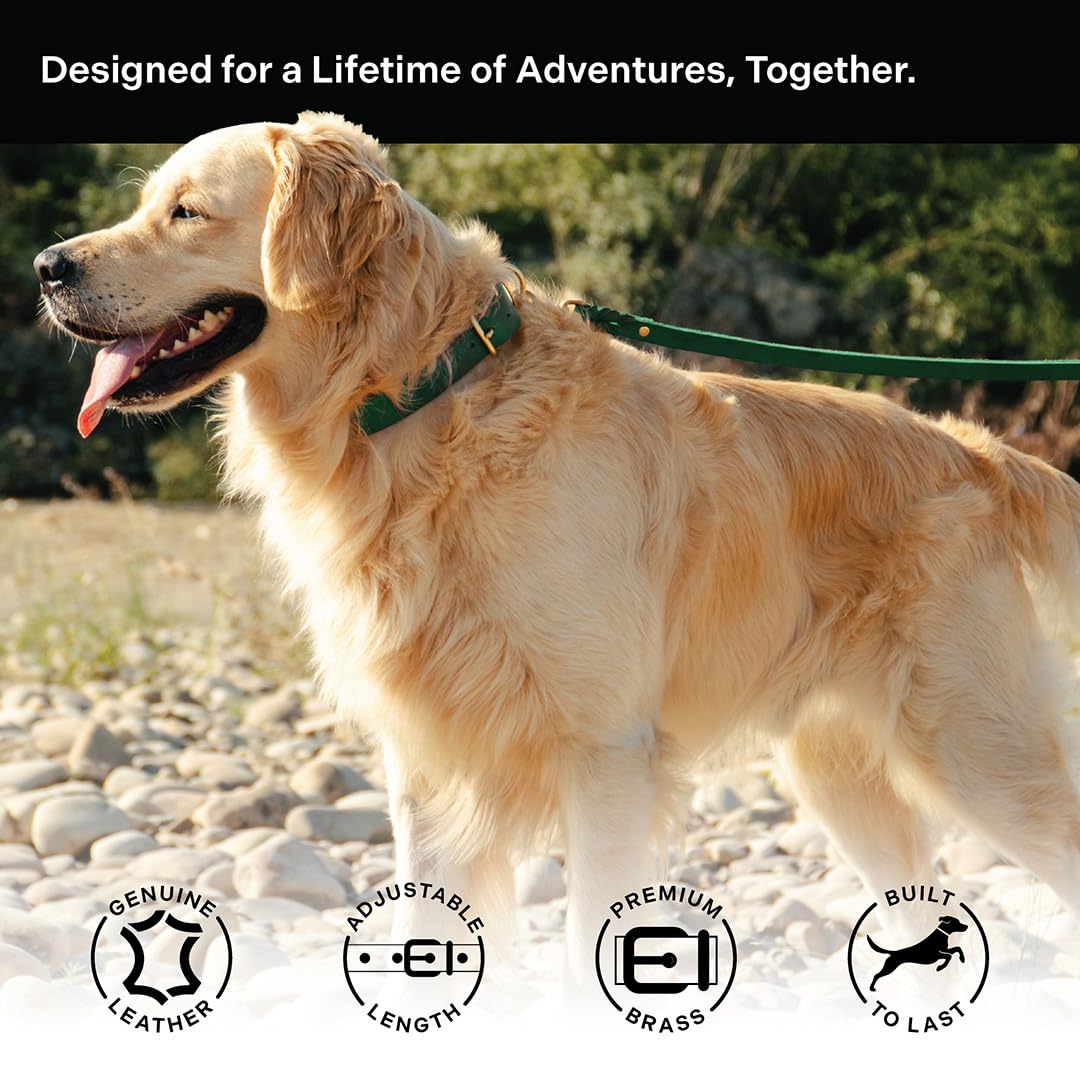 Scout Supply Classic Leather Dog Collar | Heavy Duty Thick Full Grain Leather | Waterproof & Rust-Proof Brass Hardware (Green, X