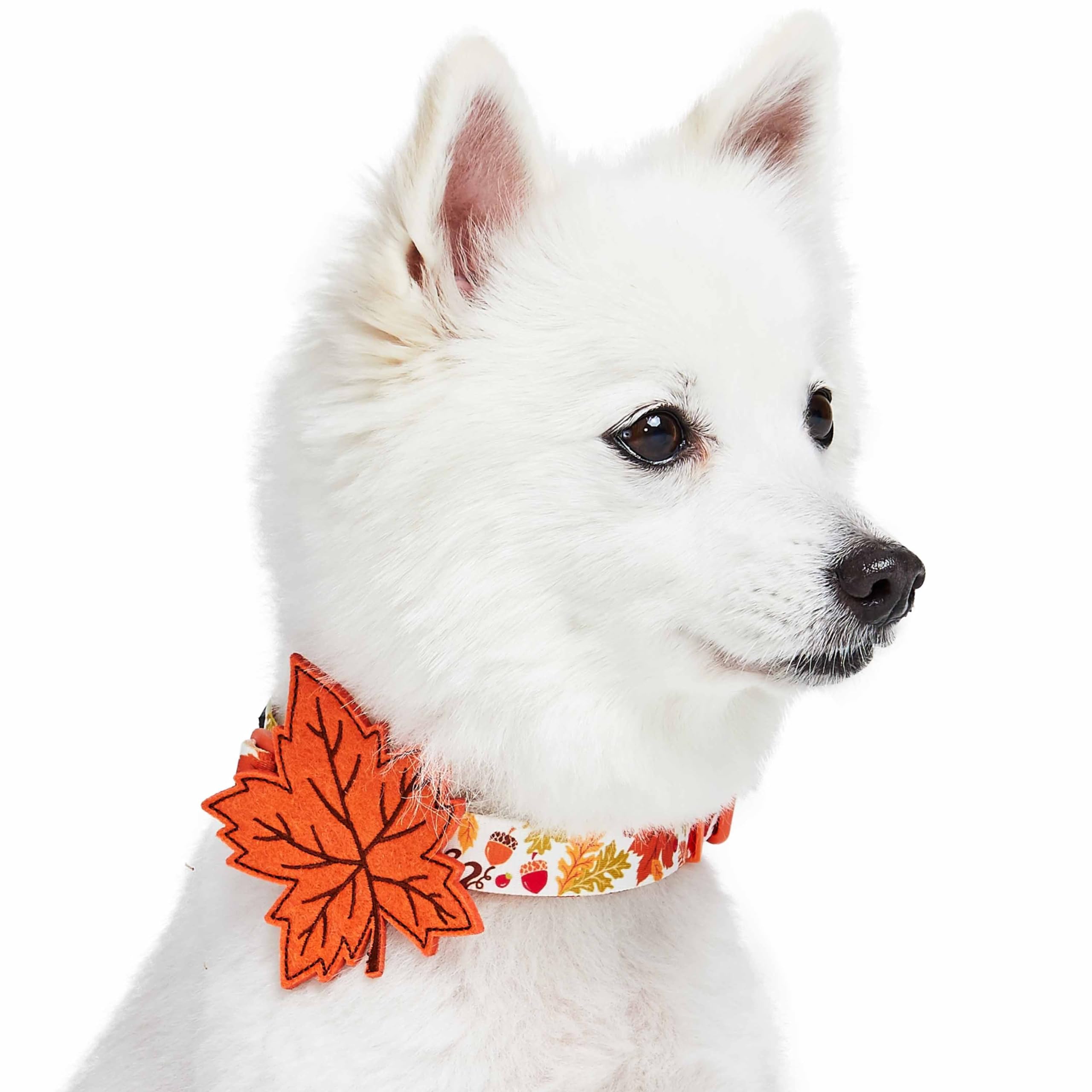 Blueberry Pet Adjustable Thanksgiving Dog Collar - Medium 14.5''-20'' Neck, Perfect Puppy Collar for Fall, Maple D  cor, Dog Col