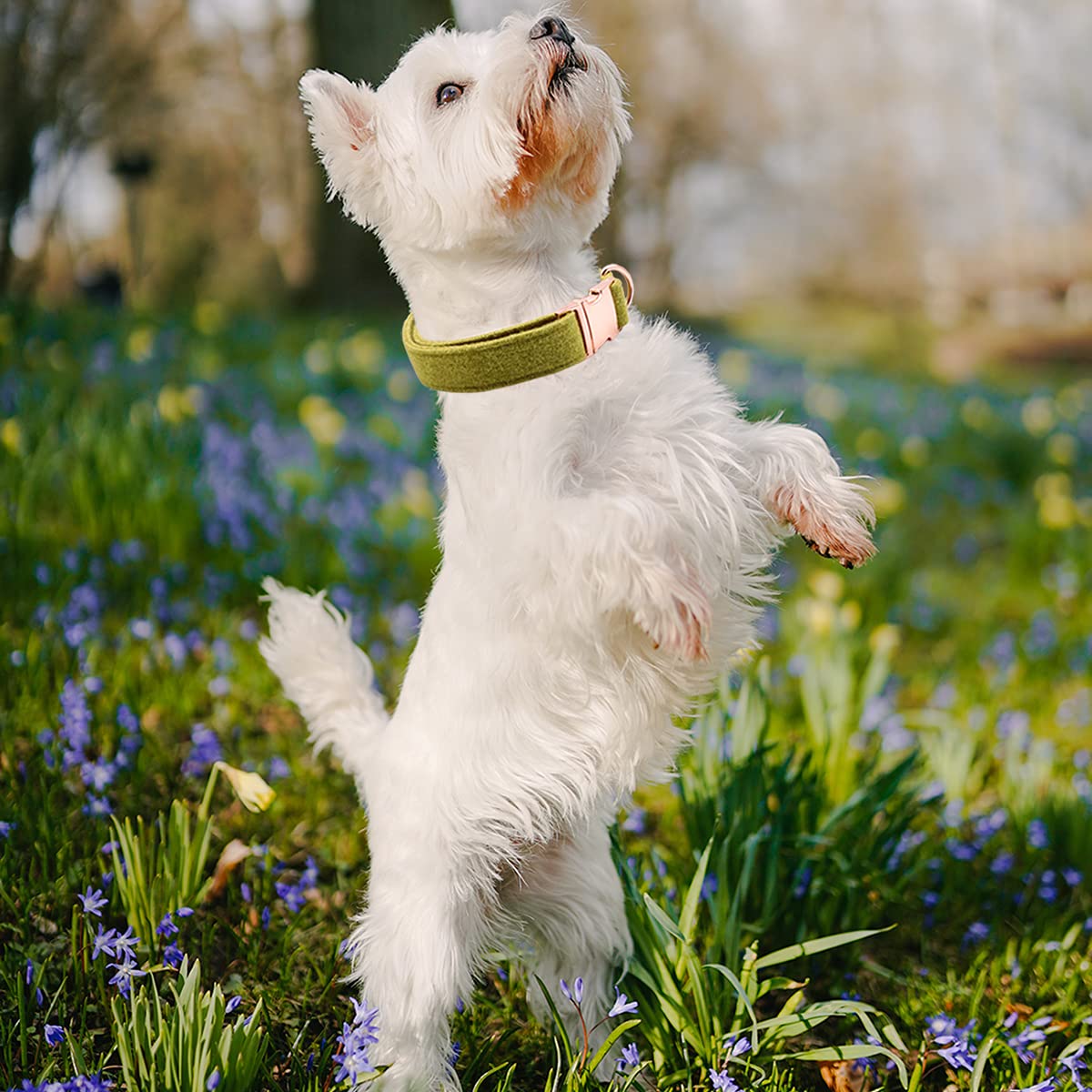 Dogwong Cotton Dog Collar And Leash Summer Green Pet Collar Soft Durable For Small Medium Large Boy Girl Dogs