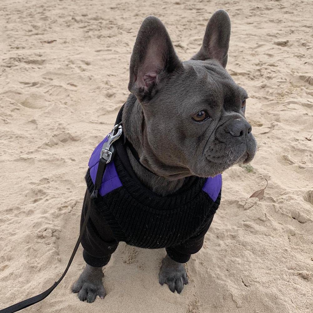 Gooby Fashion Vest Dog Jacket - Violet, X-Small - Warm Zip Up Dog Bomber Vest With Dual D Ring Leash - Winter Water Resistant Small Dog Sweater - Dog Clothes For Small Dogs Boy Or Medium Dogs