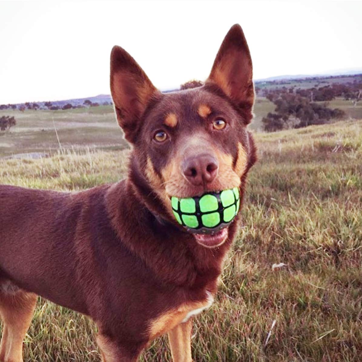 Dawg Grillz Squeaky Dog Balls - Rubber Fetch Toys for Large Dogs - Blue White