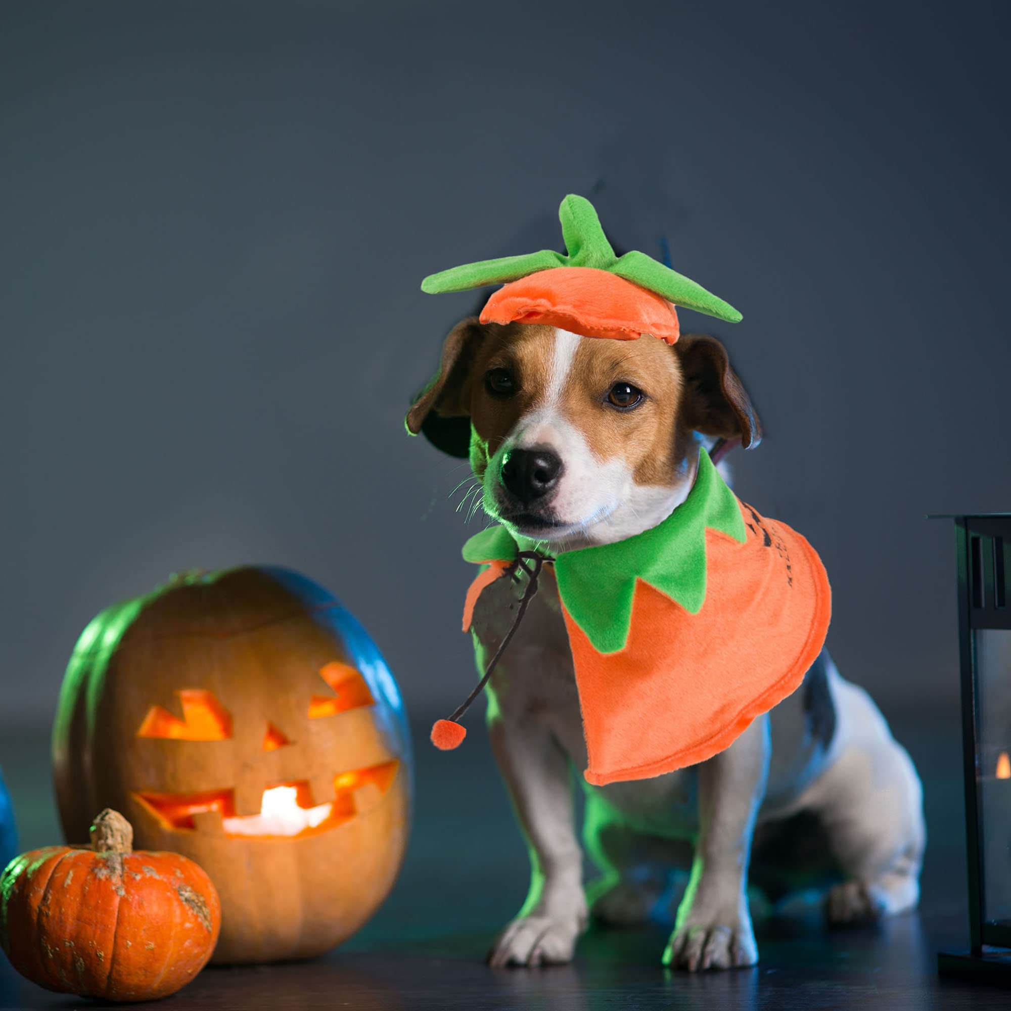 Adoggygo Halloween Dog Costumes Dog Halloween Pumpkin Cloak Hat Set Pet Halloween Pumpkin Costumes For Small Medium Dogs Pets (Pumpkin)