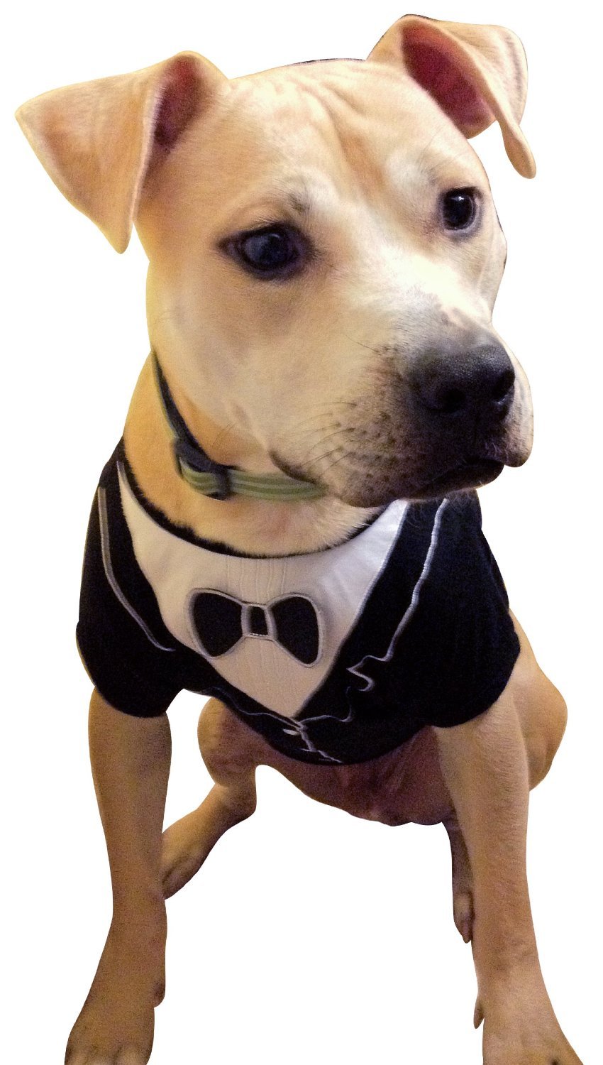 Frenchie Mini Couture Dog Tuxedo, (X-Small)