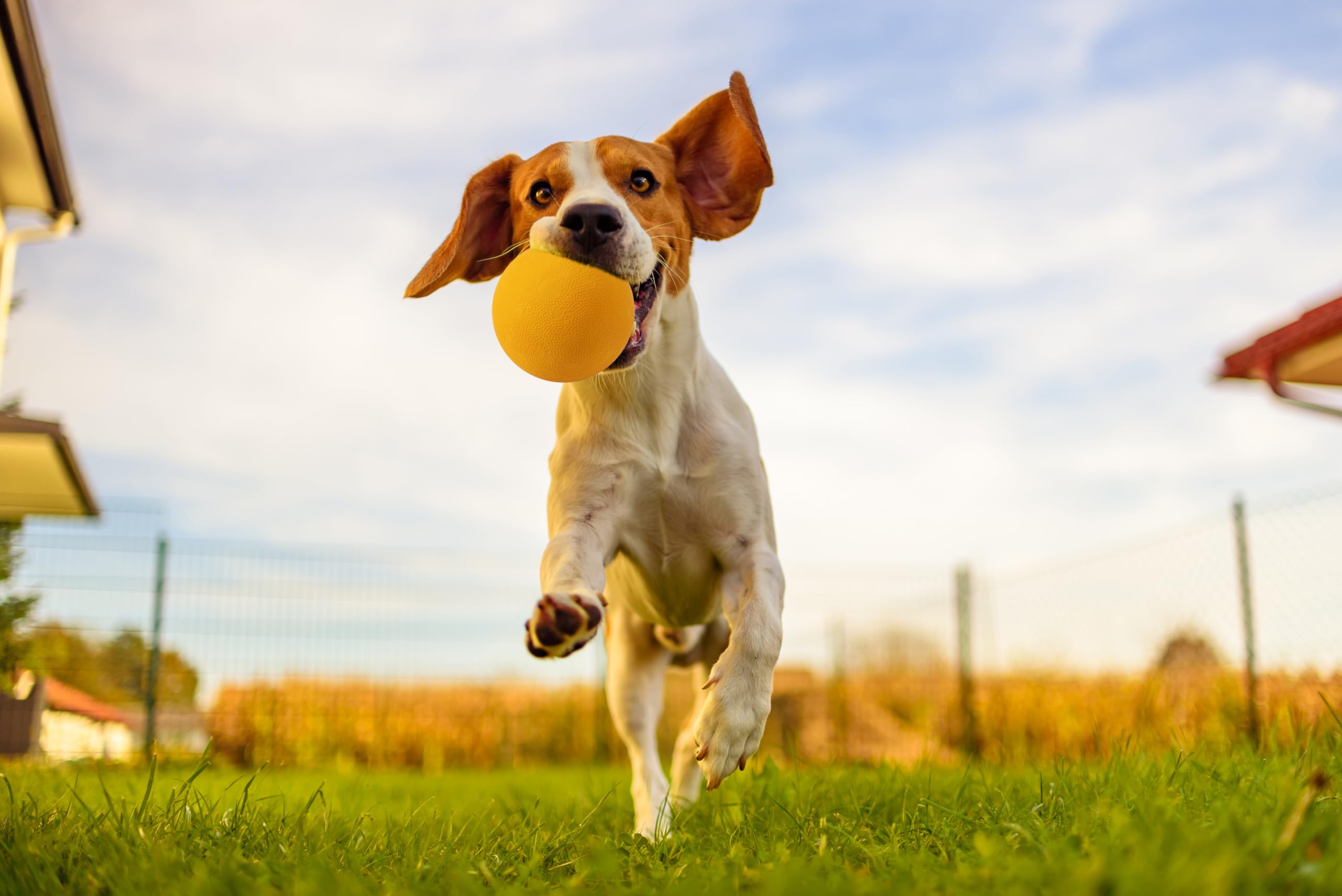 Ollydog Happy Camper Ball, Solid Rubber Bouncy Ball For Dog Aggressive Chewers, Natural Rubber, For Dogs Under 50Lbs, 2.5 Inches