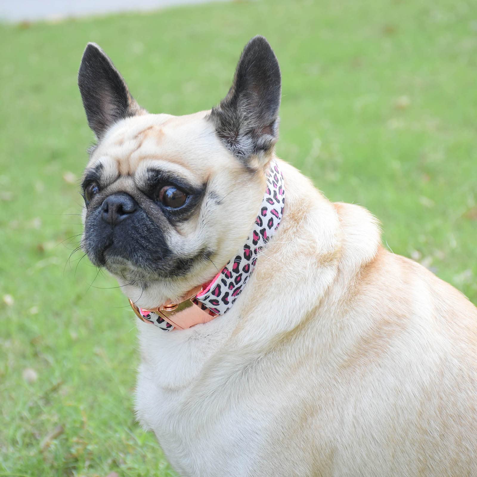 Metal Buckle Dog Collar, Durable Adjustable Dog Collar Soft For Small Medium Large Dogs (L(15-23In), Pink Leopard)