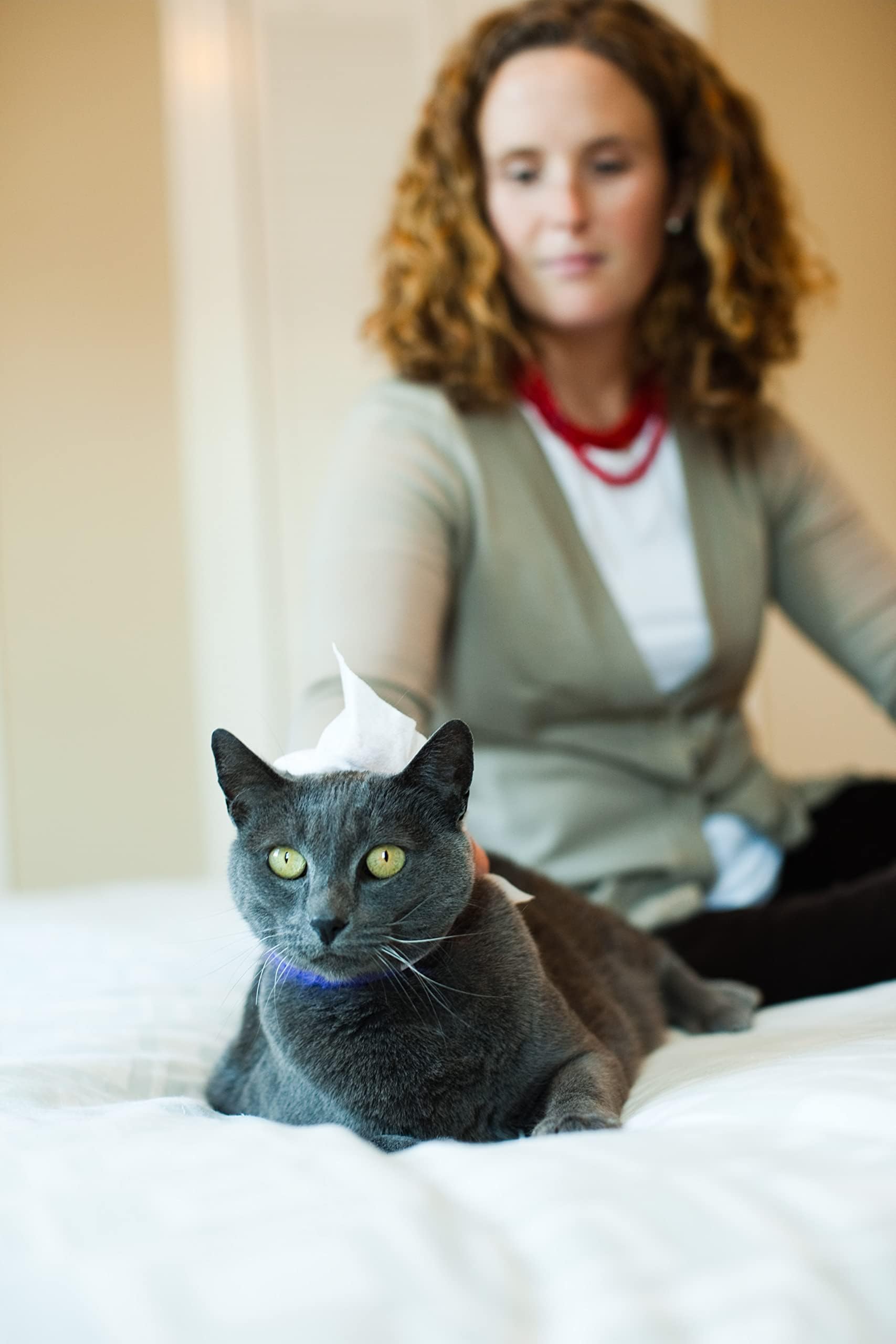 Earthbath Green Tea And Awapuhi Grooming Wipes- Dog And Cat Cleaning Wipes For Paws And Butt, Cruelty-Free, Removes Dirt And Dander- 100 Count, 1 Pack