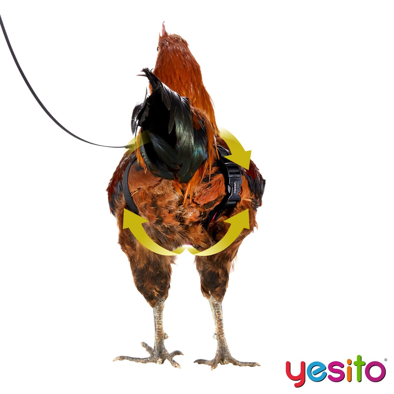 Yesito Chicken Harness Hen Size with 5.5ft Matching Leash - Adjustable, Resilient, Comfortable, Breathable, Large Size, Suitable