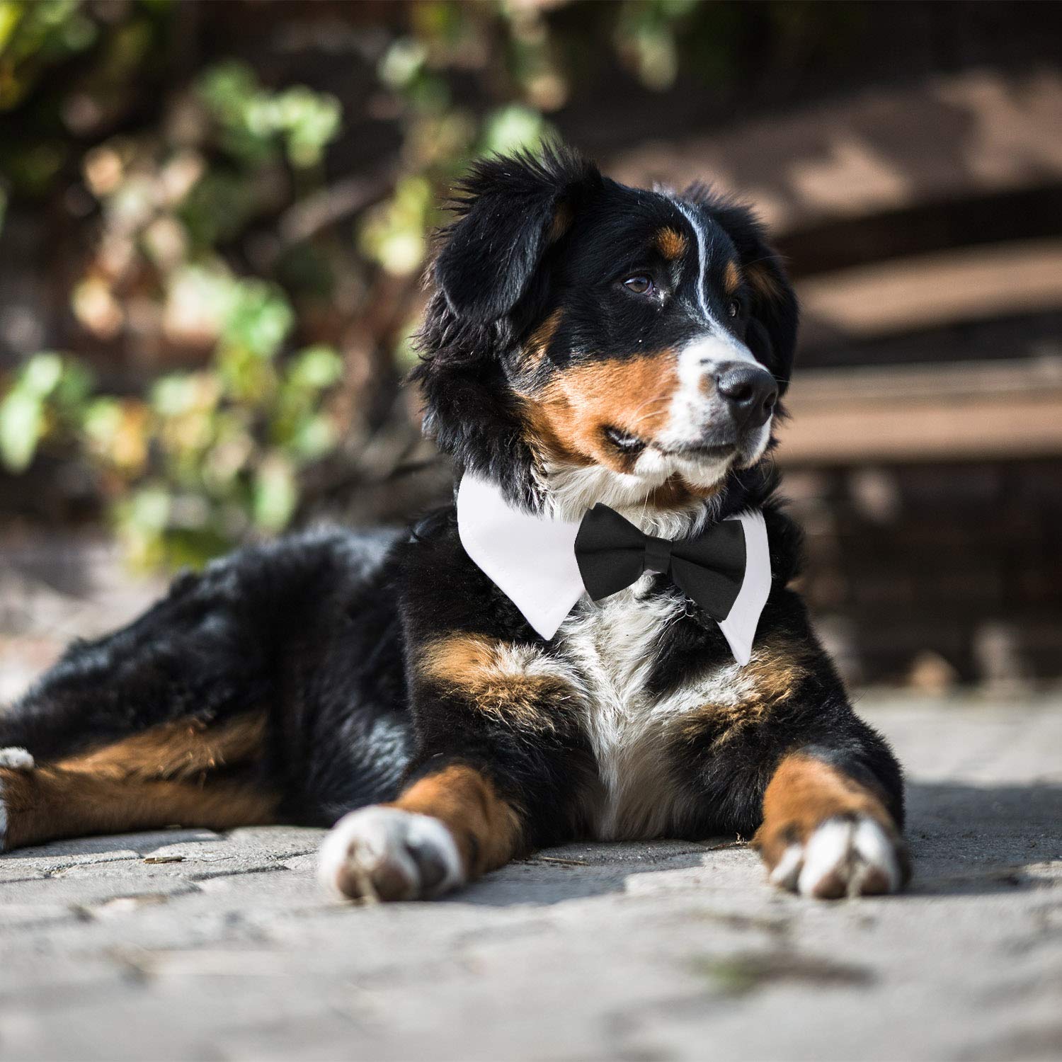 Black Bow Tie Dog Collar, Segarty Cute Tux Dog Bowtie With Handcrafted Adjustable White Collar Formal Pet Cats Puppies Necktie For Small Boy Dog Wedding Birthday Gift