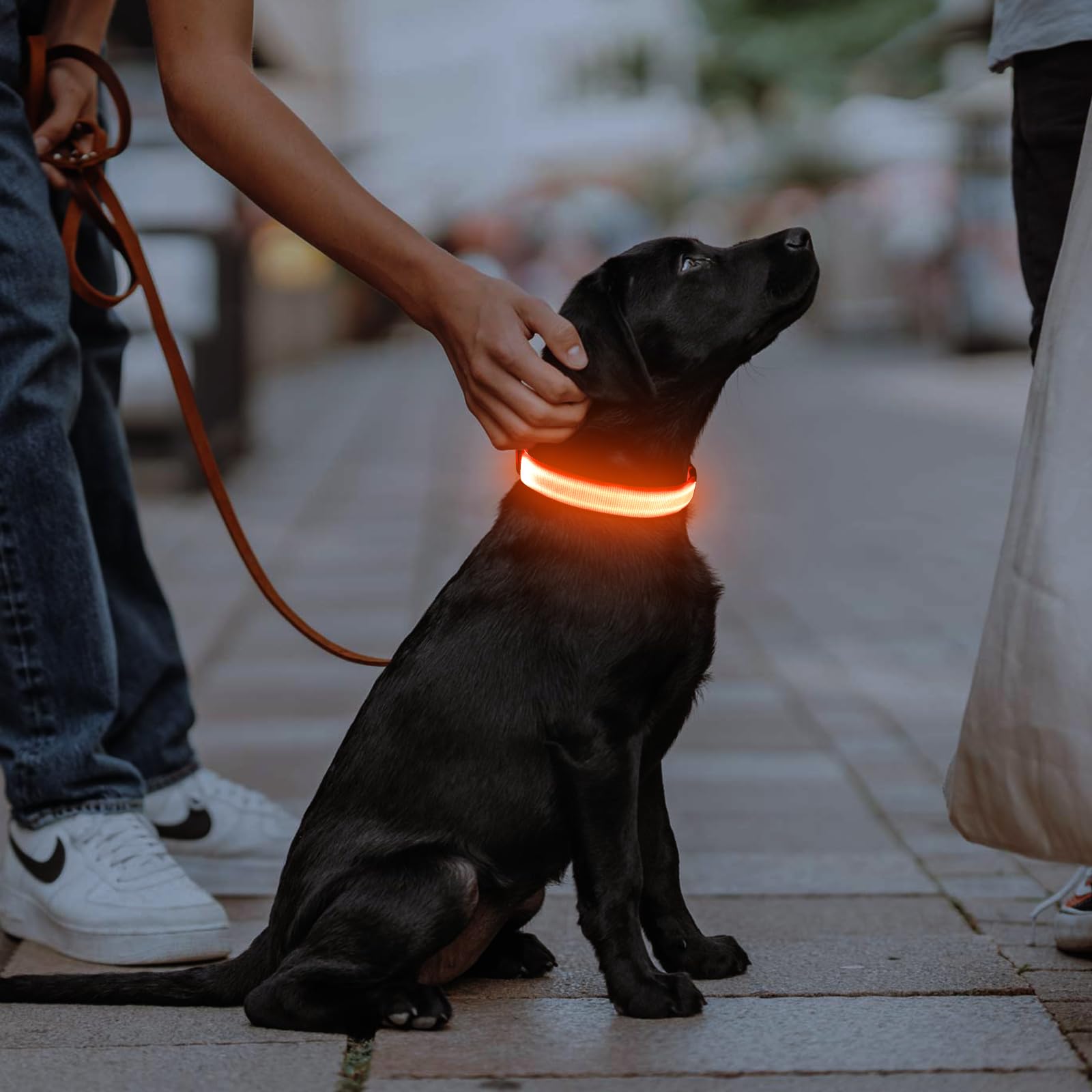 Illumifun Led Dog Collar, Usb Rechargeable Lighted Up Dog Collar, Adjustable Glowing Pet Safety Collar Light For Your Dogs Walking At Night (Orange, Medium)