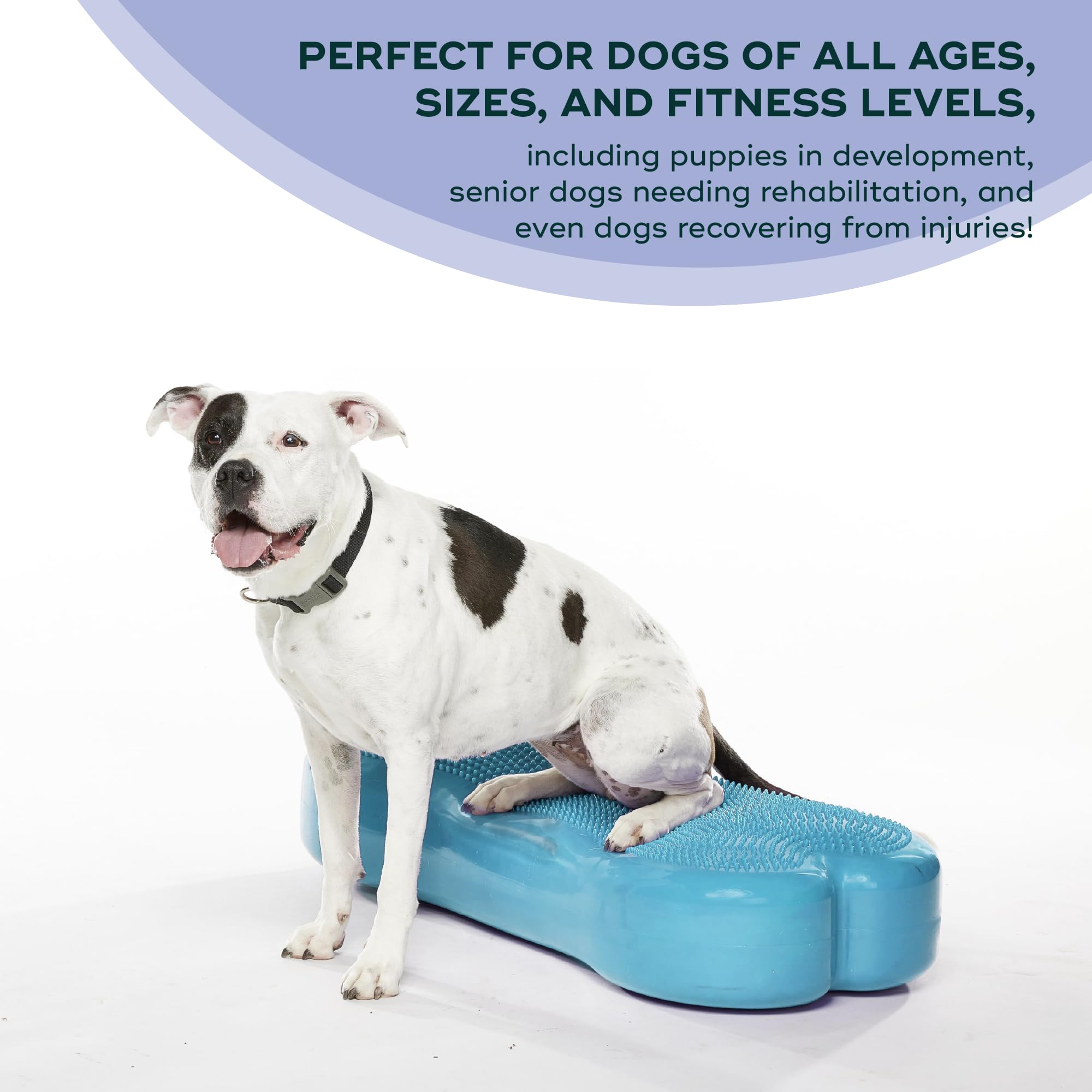 Fitpaws® K9Fitbone® - Giant, Turquoise | Dog Balance Training Platform & Exercise Equipment | Workout Tool For Strength, Core & Stability