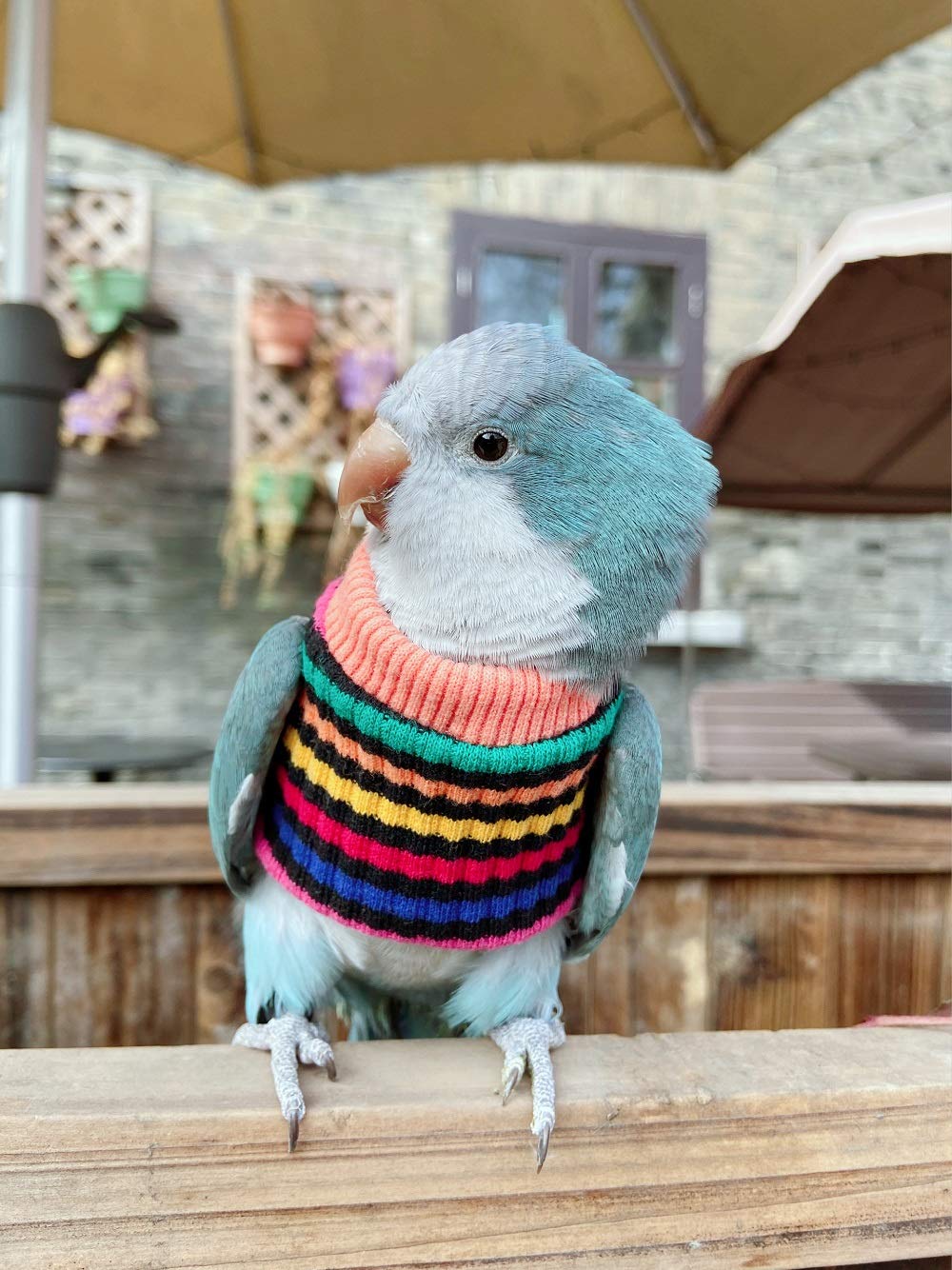 Hezhuo Parrot Bird Supplies, Light Flying Clothes, Warm And Comfortable, Tiger Skin, Green Cheek Parrot, Little Sun Parrot, Monk Parrot, Starling, Mynah, Senegal Parrot, Mini Macaw Sweater (S)