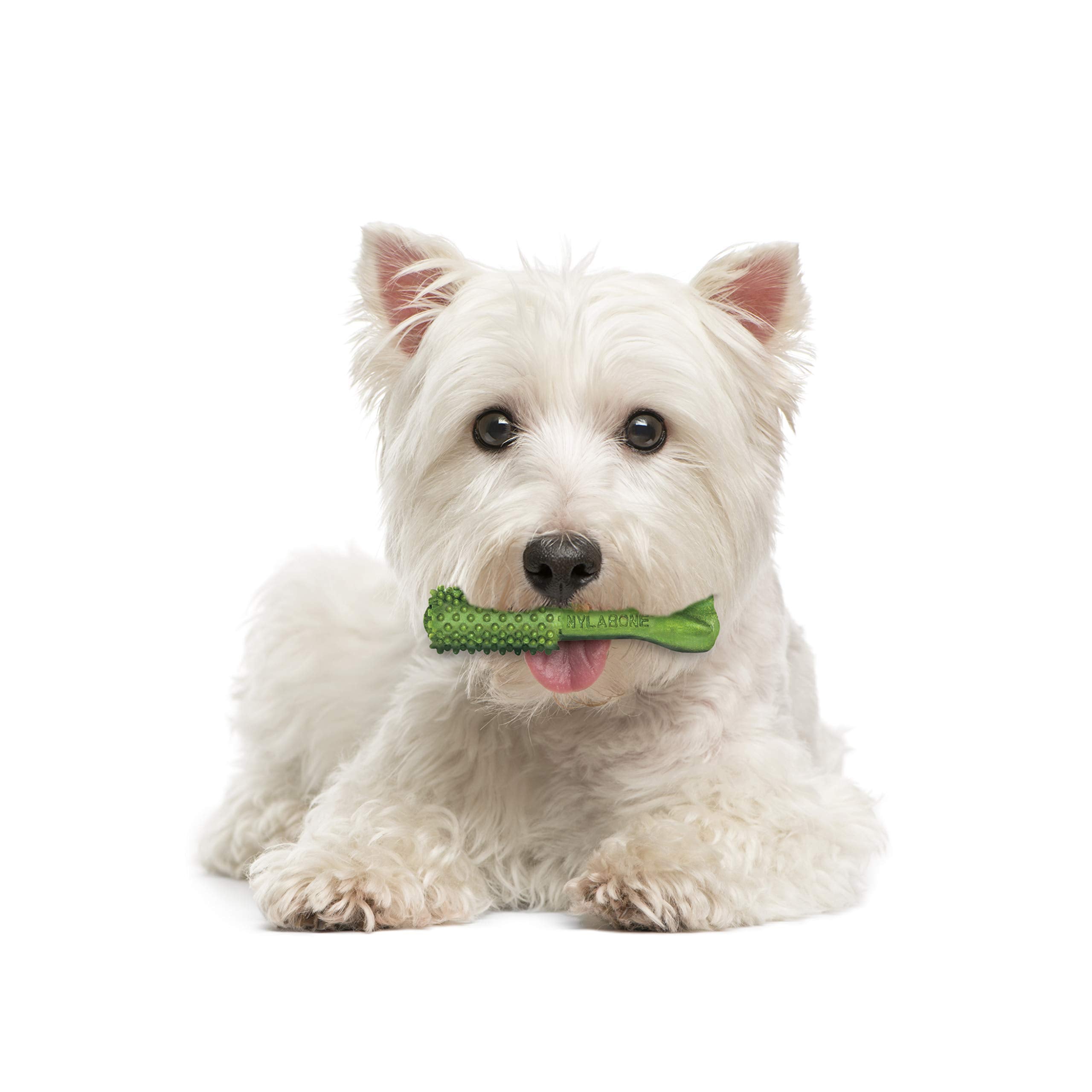 Nylabone Nutri Dent Dog Dental Chews - Natural Dog Teeth Cleaning & Breath Freshener - Dental Treats for Dogs - Fresh Breath Fla