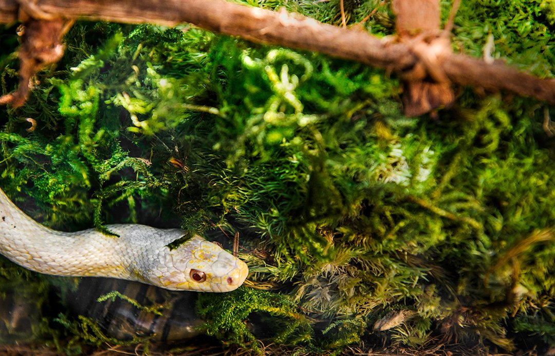 Gal  Pagos (05248) Sheets Of Real Moss, 8-Quart, Natural,Green