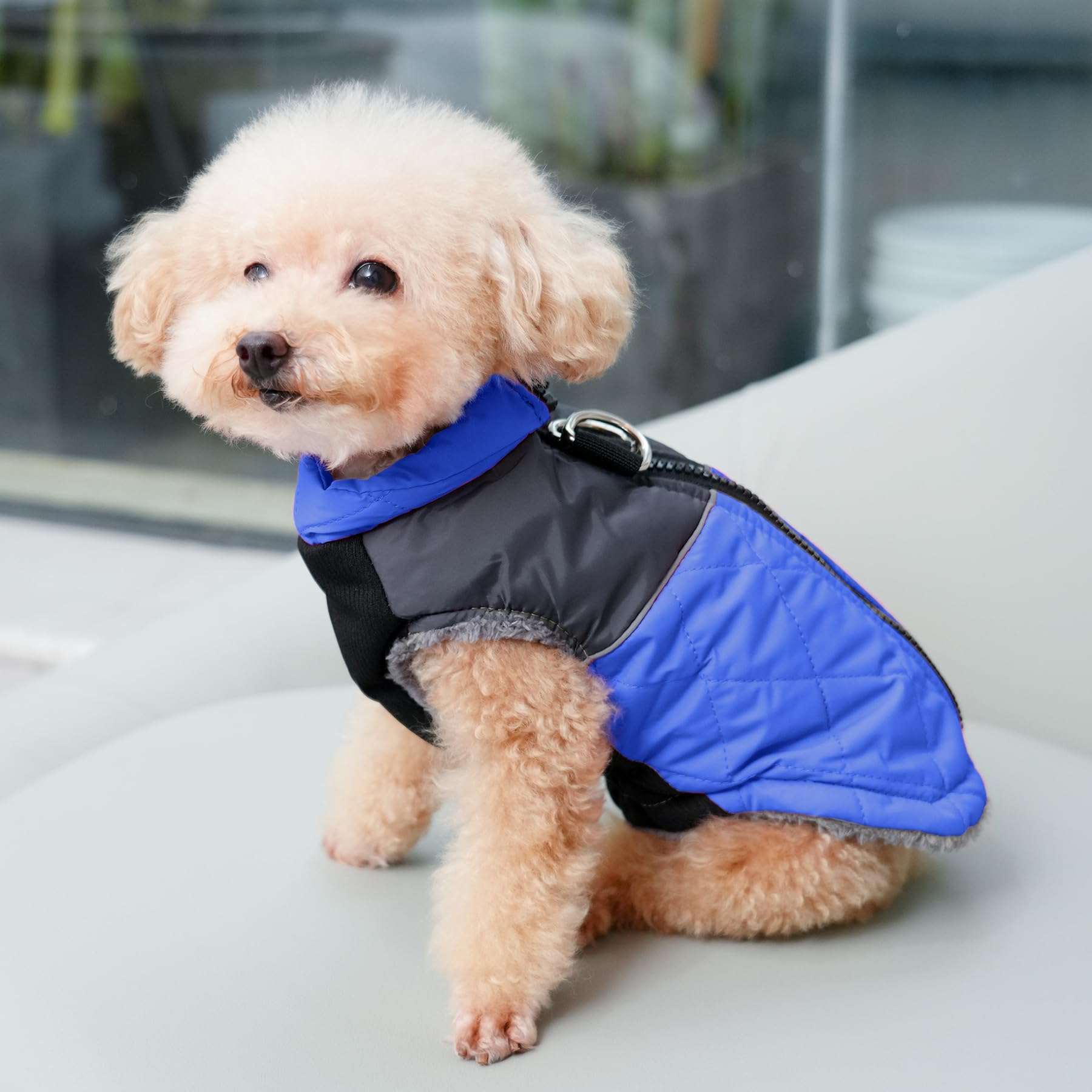 Joydaog Warm Fleece Dog Coats For Small Dogs,D-Rings Waterproof Puppy Jacket For Cold Winter,Blue M