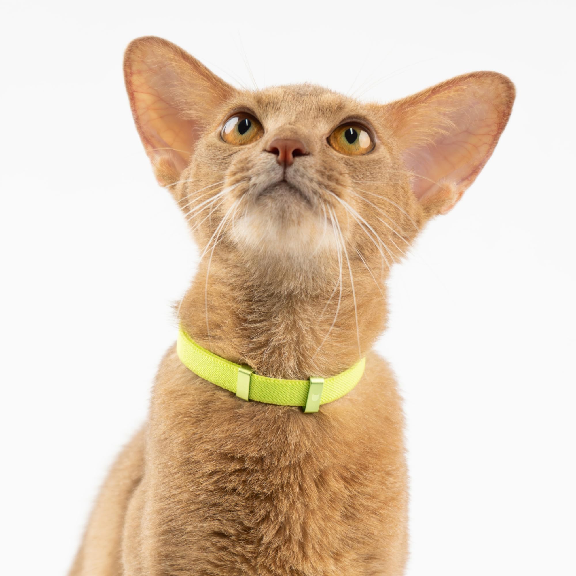 Buddyarmor Safety Cat Collar - U.S. Ida Gold Awarding Design, Stretch Elastic Quick Release, Non Breakaway - Light Weight For Kitten, Neck Fit 5.9'-11.8' For All Small Large Cat,S(Monet Purple)