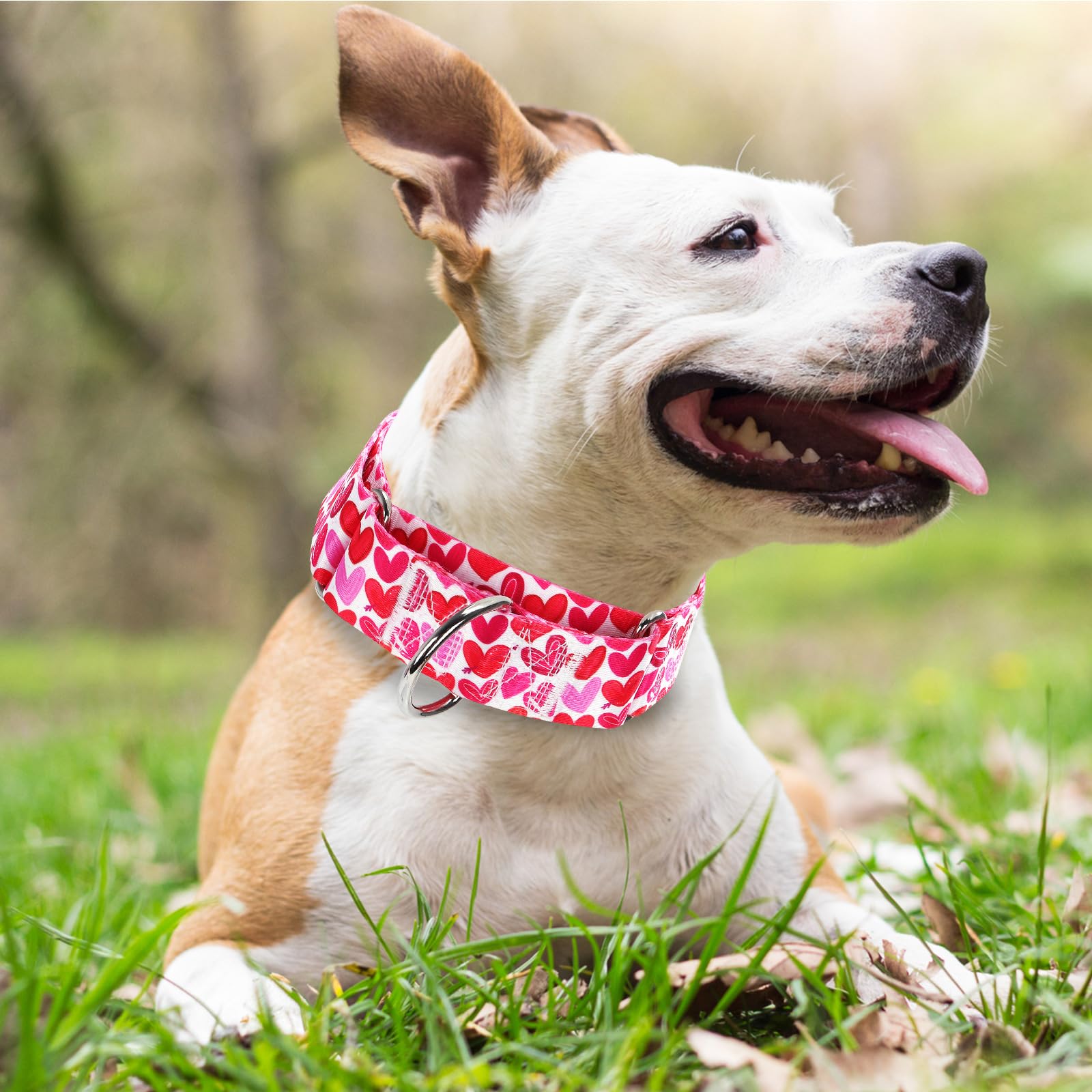 1.5 Inch Wide Martingale Dog Collar,Valentine'S Day Dog Collar Cute Loving Heart Printed Collar For Medium Large Extra Large Dog
