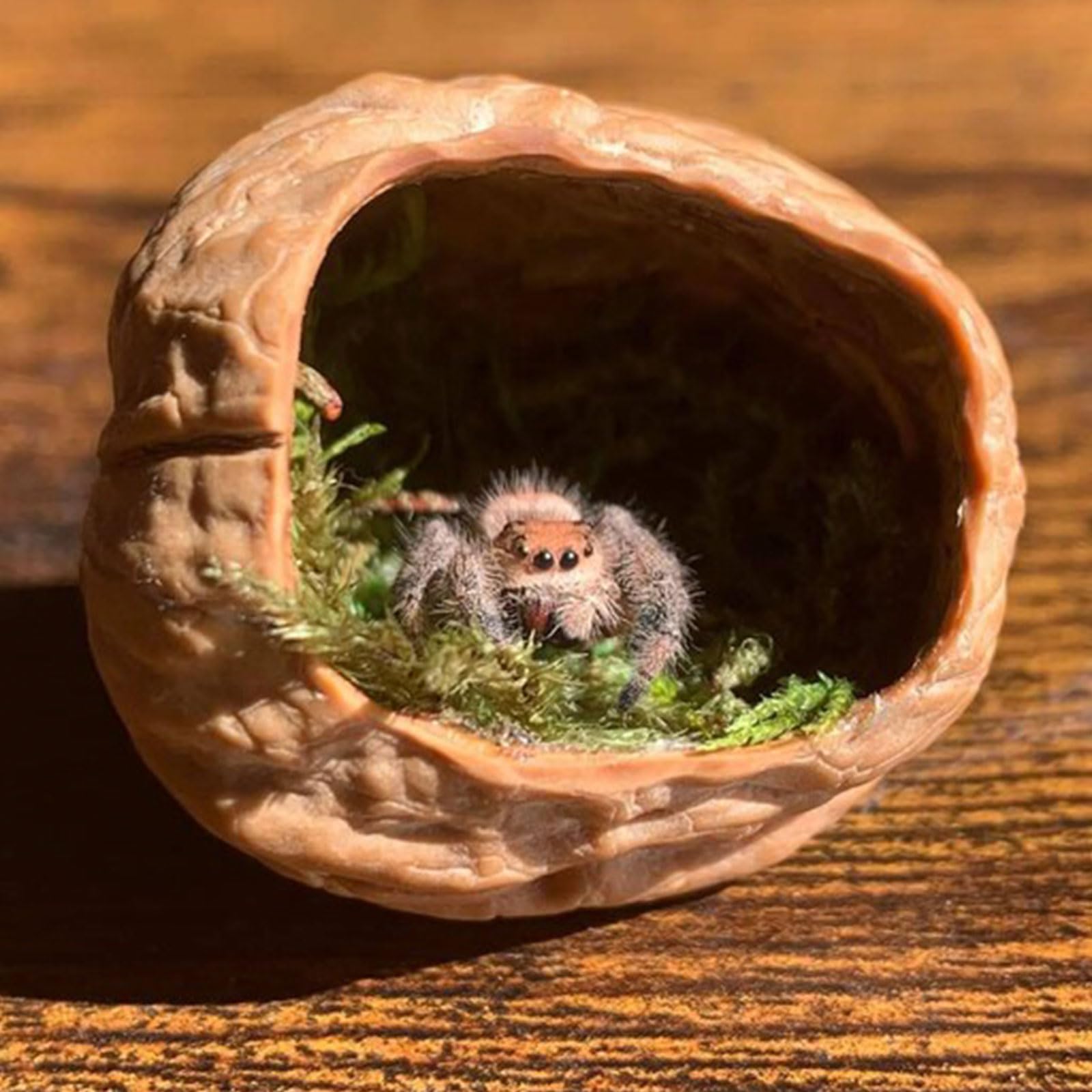 Daerky Walnut Skin Spider Shelter - Magnetic Jumping Spider Habitat, Handmade Enclosure