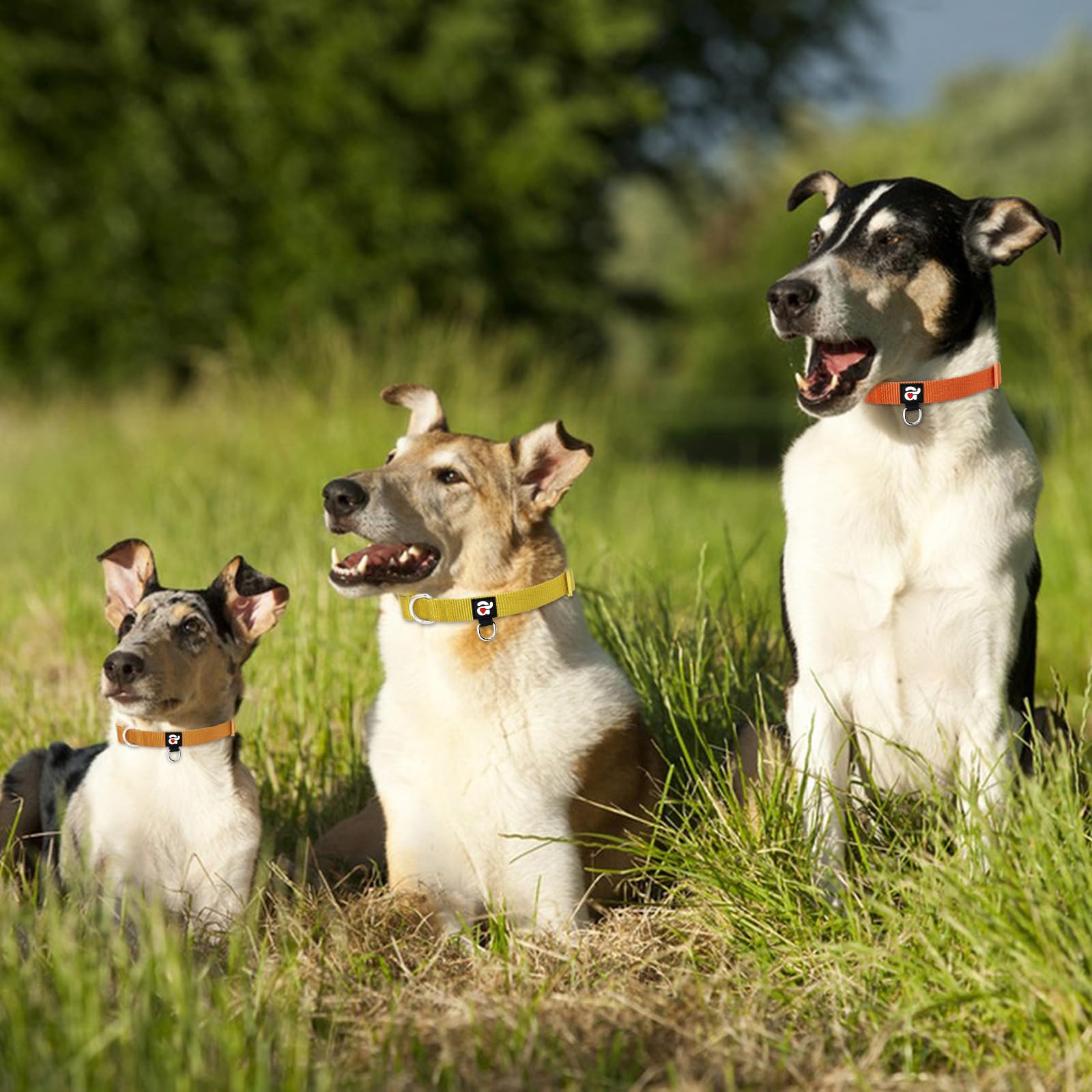 Azuza 3 Pack Fall Dog Collars Comfortable And Adjustable Nylon Dog Collars For Medium Dogs, M (14-20Inch), Ginger Yellow, Rust O