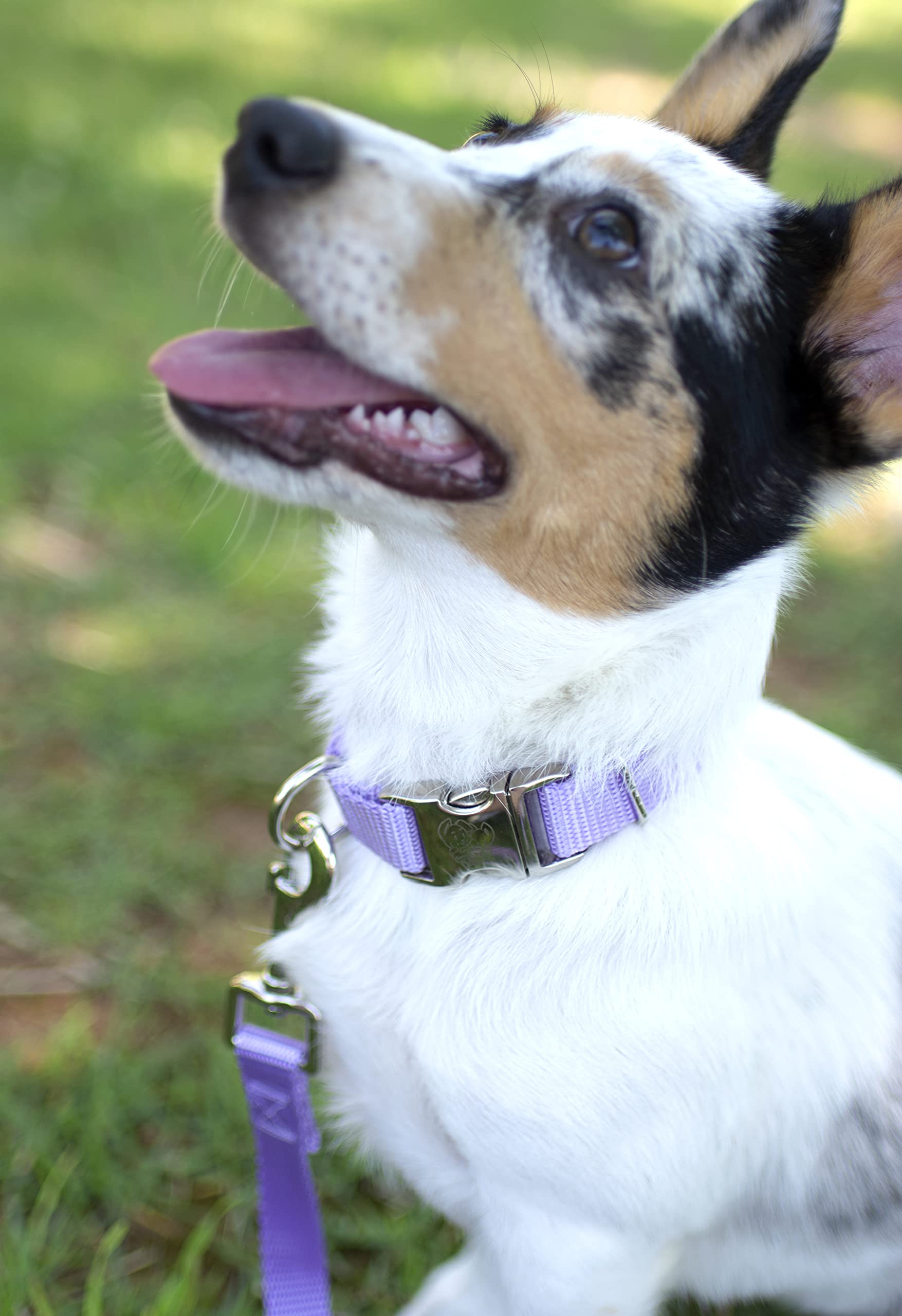 Country Brook Design - Vibrant 30+ Color Selection - Premium Nylon Dog Collar With Metal Buckle (Small, 3/4 Inch, Lavender