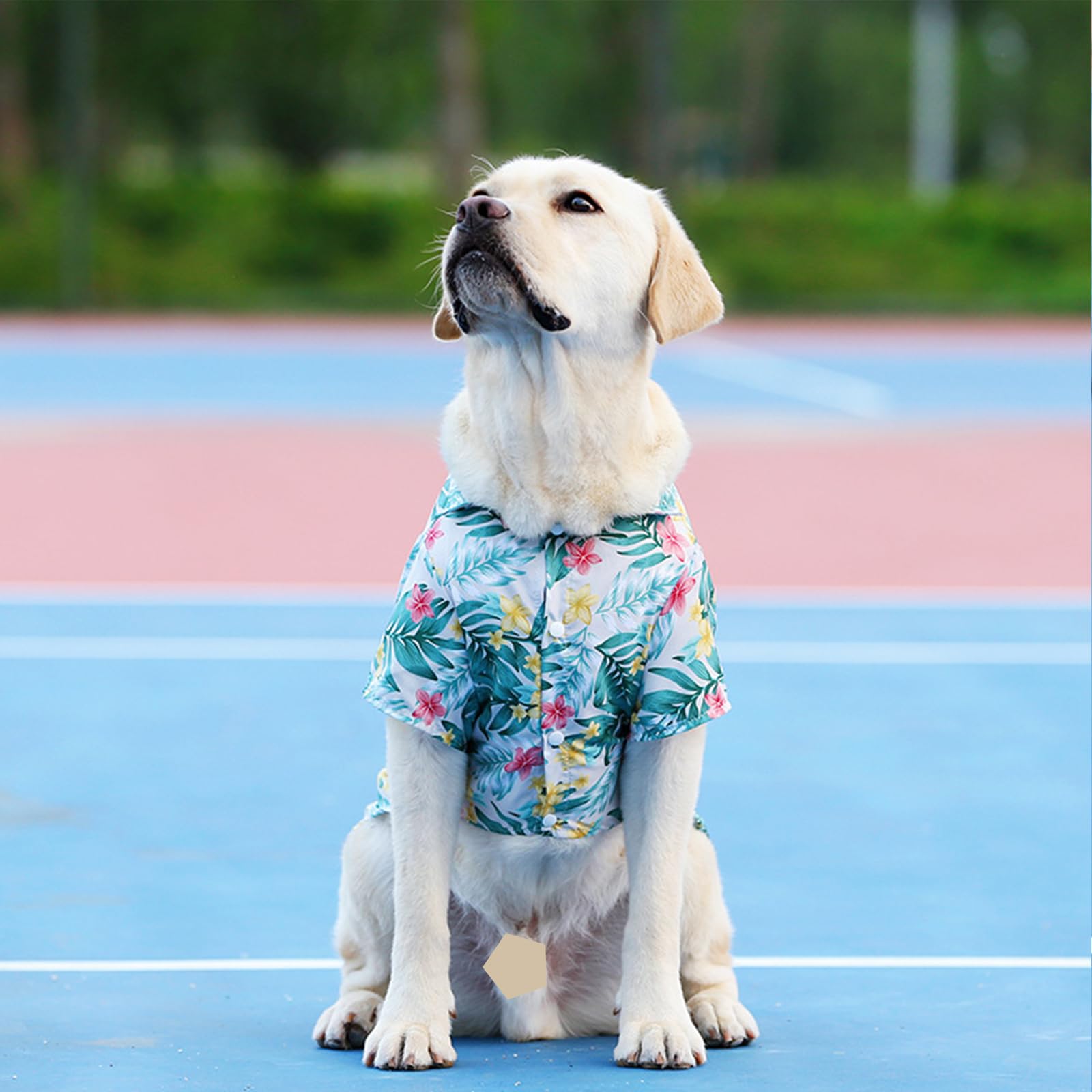 Lhyz Park Hawaiian Beach Print Pet Dog Cat T-Shirts Cute For Small To Medium Dog Cats Cool Summer Vest Camp Shirt Clothes (Pomeg