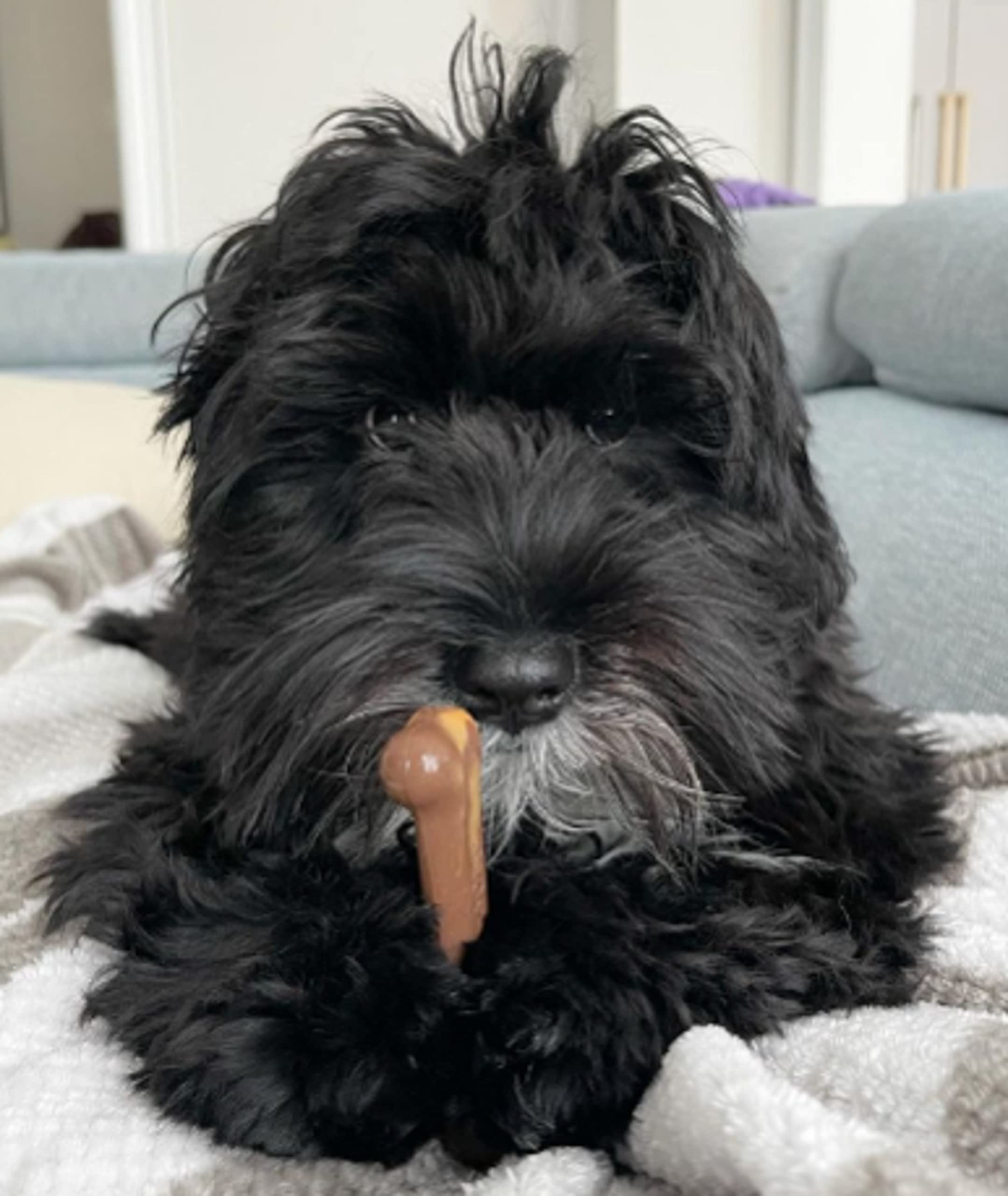 Nylabone Original Bone Power Chew Toy For Dogs, Durable Dog Toys For Aggressive Chewers, Flavor Frenzy Chili Cheese Dog, Popcorn, & Cherry, Small - Up To 25 Ibs, 3 Pack